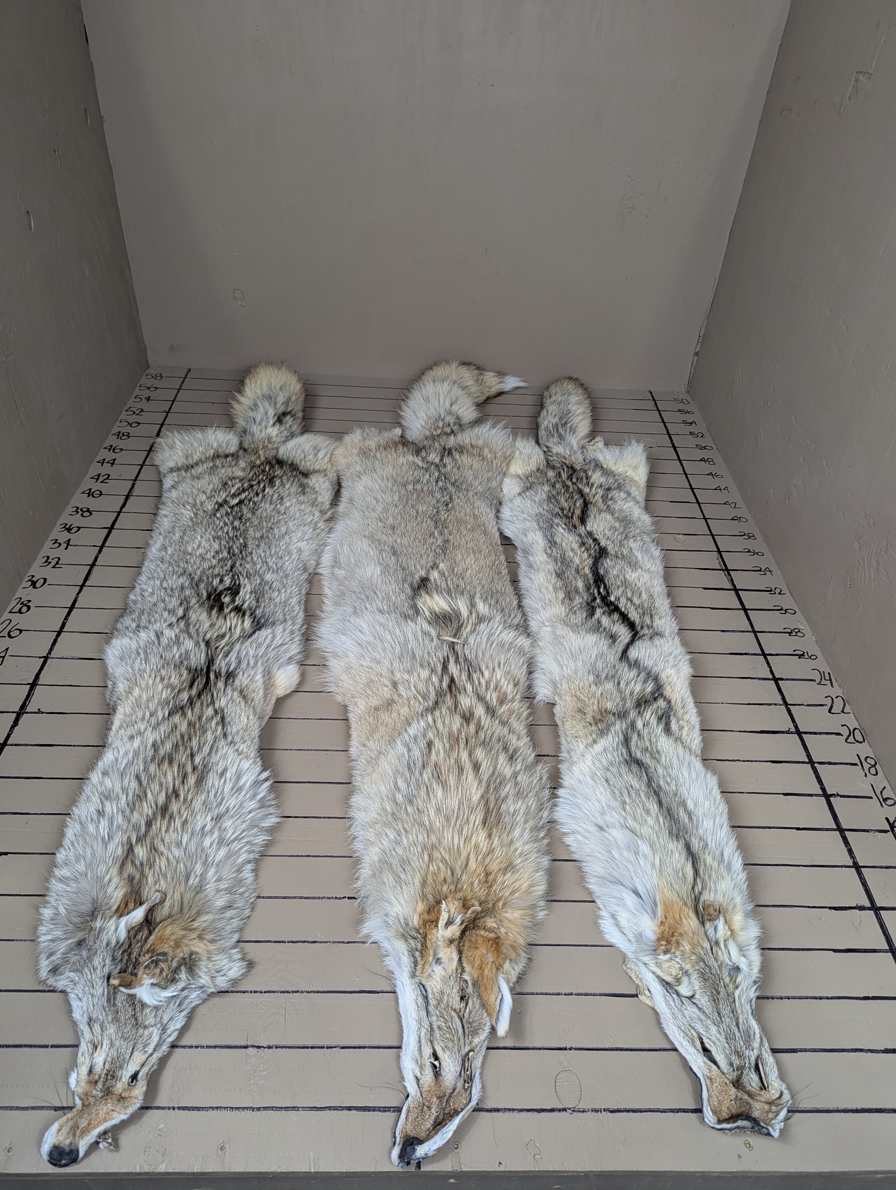 Western Coyote Pelt #1 Quality – Pale Color Tanned Fur | Soft, Prime Western Hide