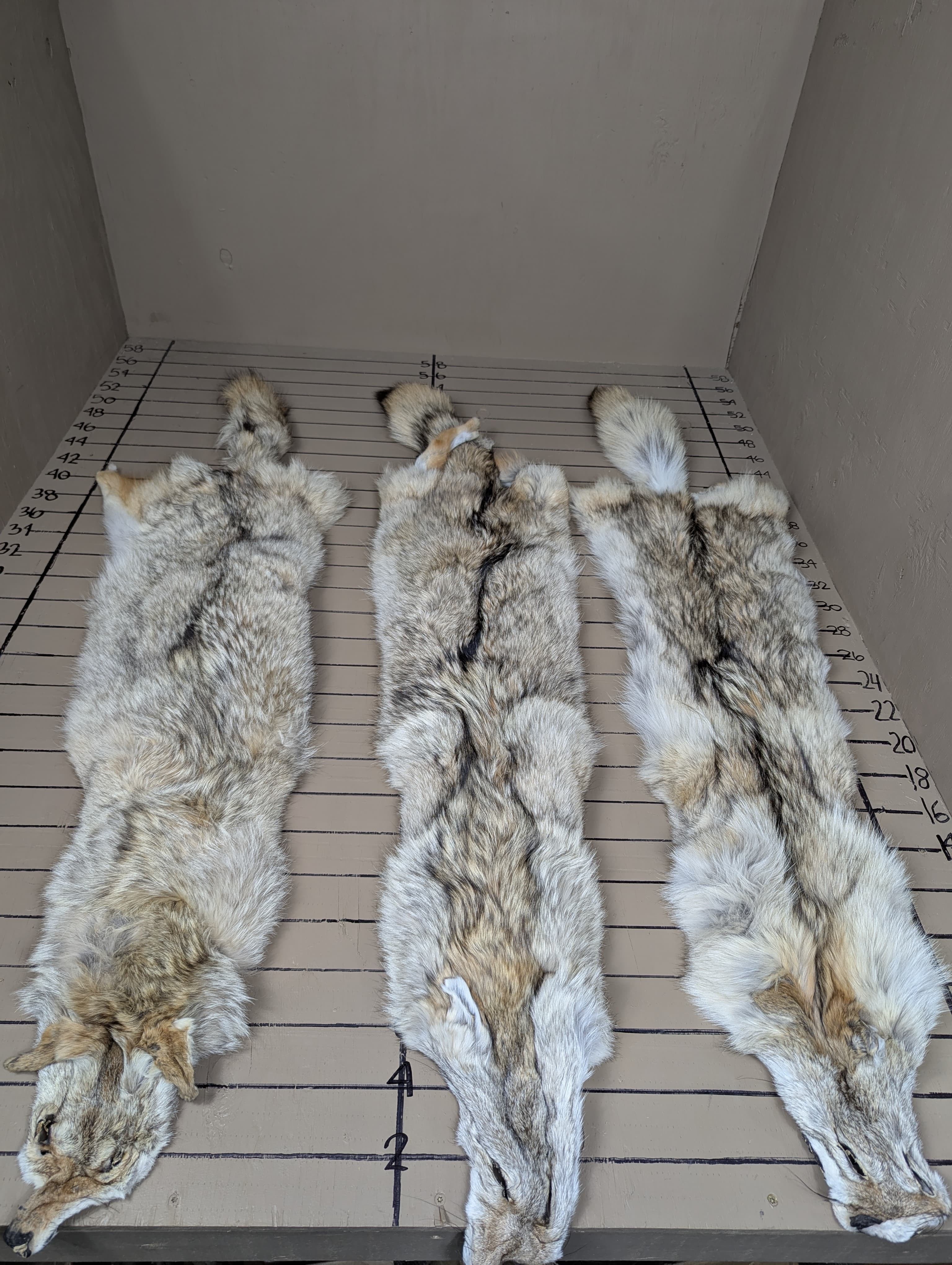 Western Coyote Pelt #1–2 Quality – Medium/Small Pale Color Tanned Fur | Soft, Prime Hide