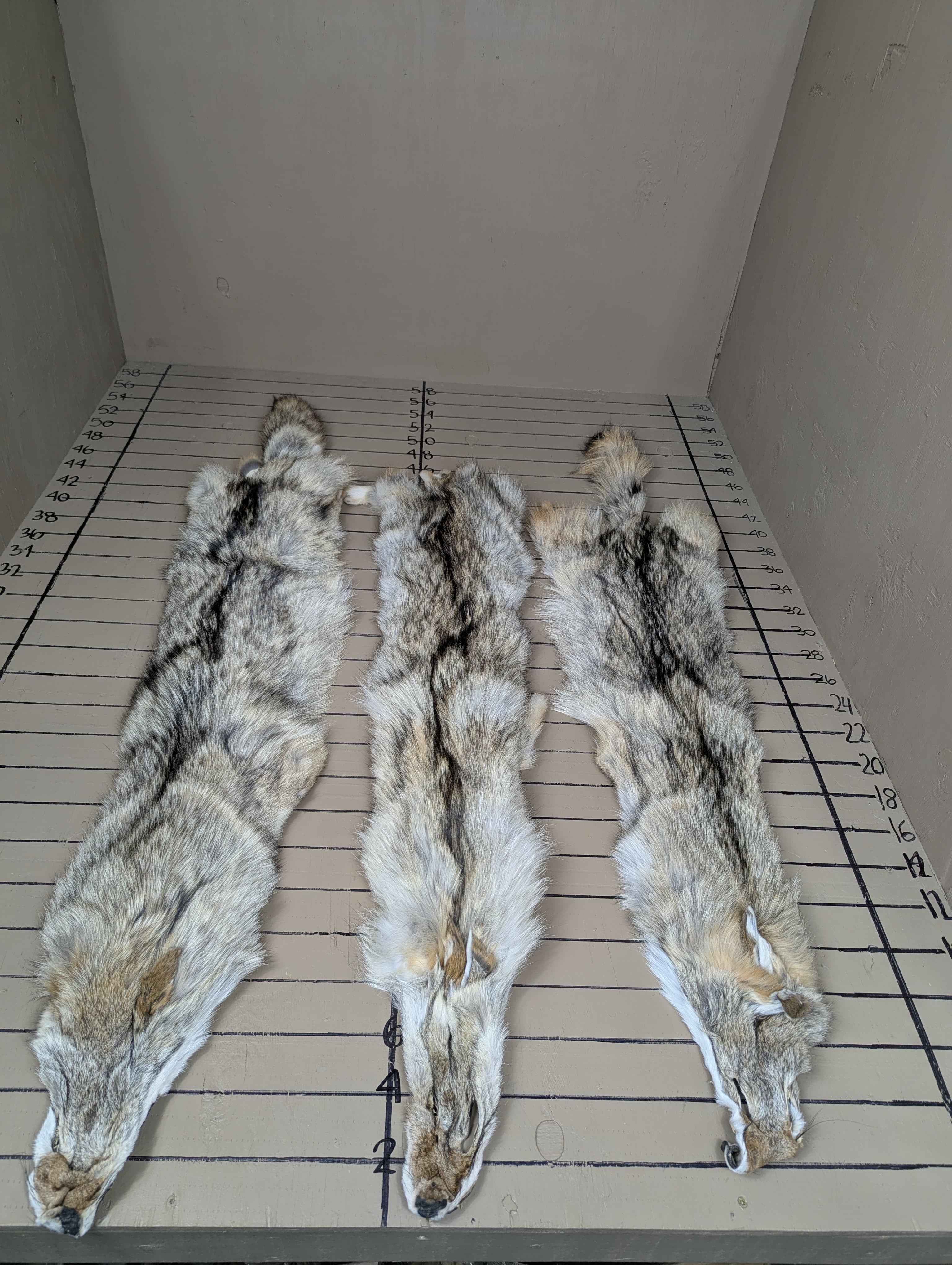 Western Coyote Pelt #1–2 Quality – Medium/Small Average Color Tanned Fur | Soft, Prime Hide