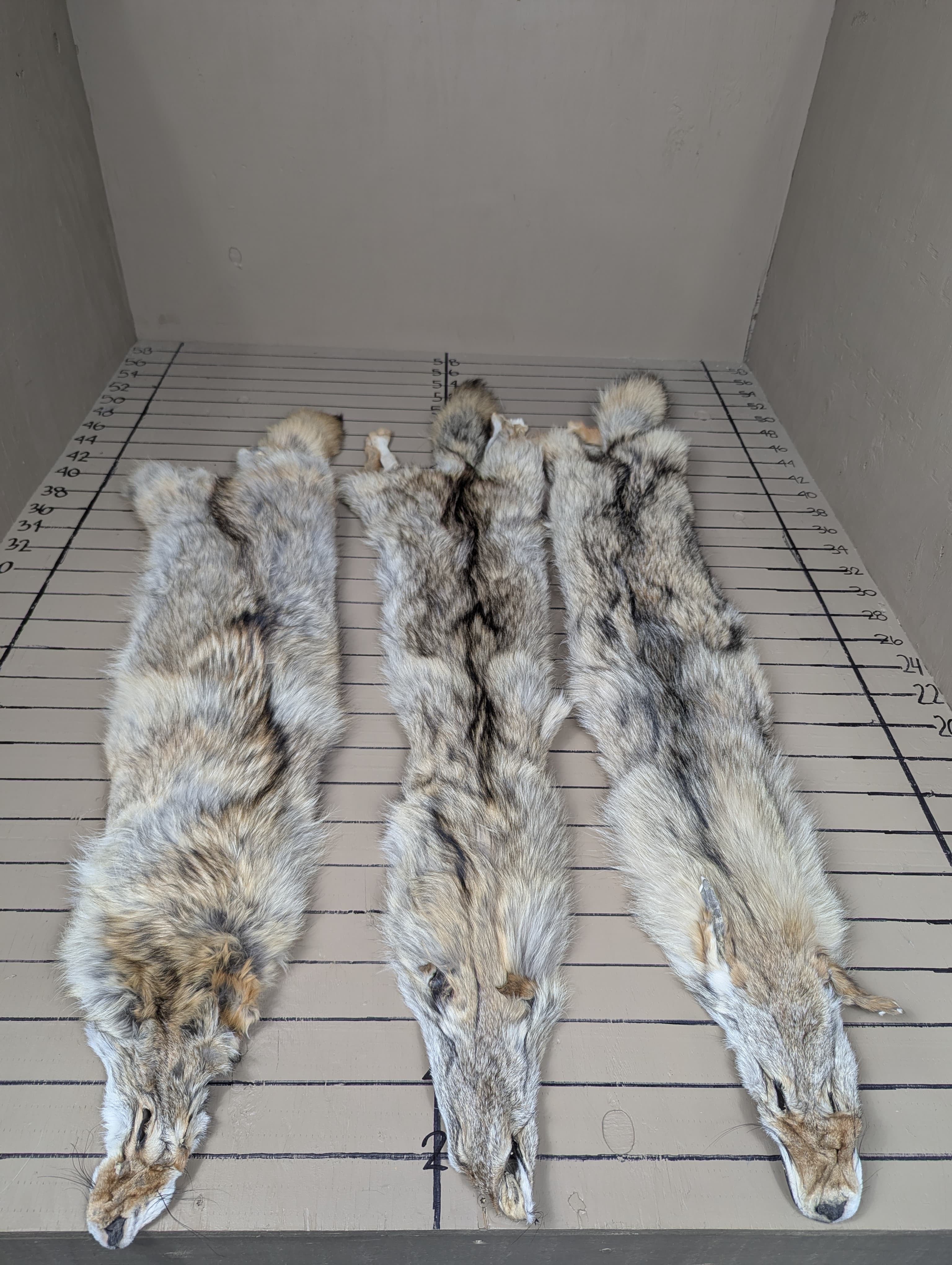 Western Coyote Pelts – Good Damage Grade | Mixed Sizes & Colors | Tanned Fur