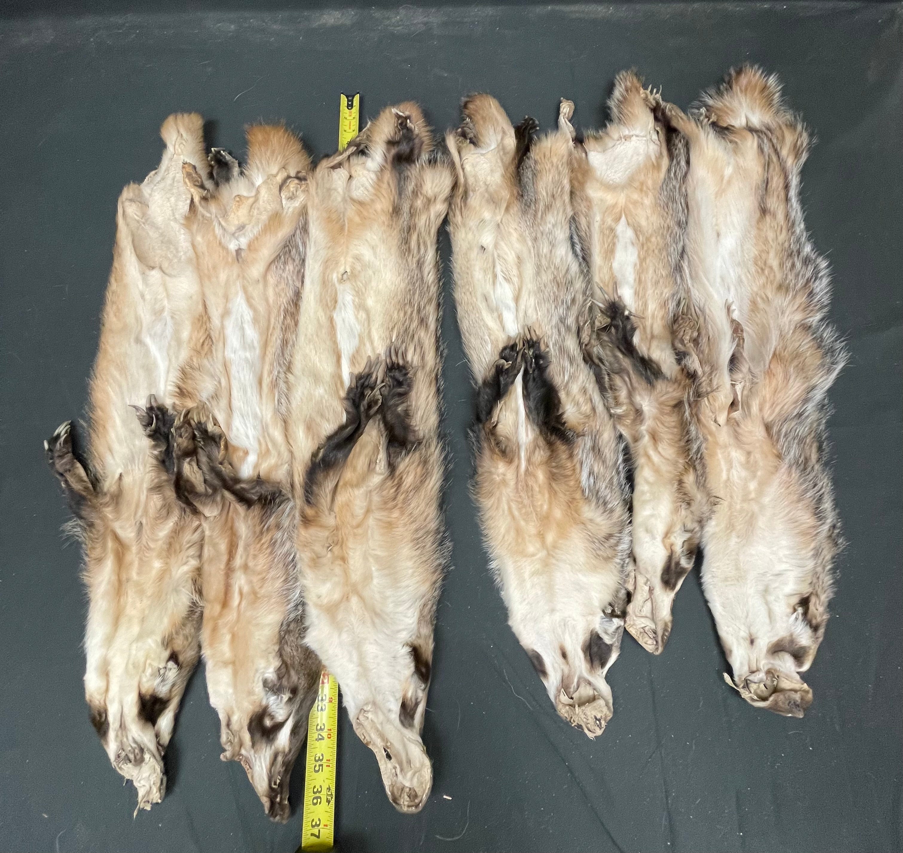 #1 Grade Dark Badger Pelts – Case Skinned with Feet | Flat, Premium Natural Fur Wall Hanger & Craft Hide