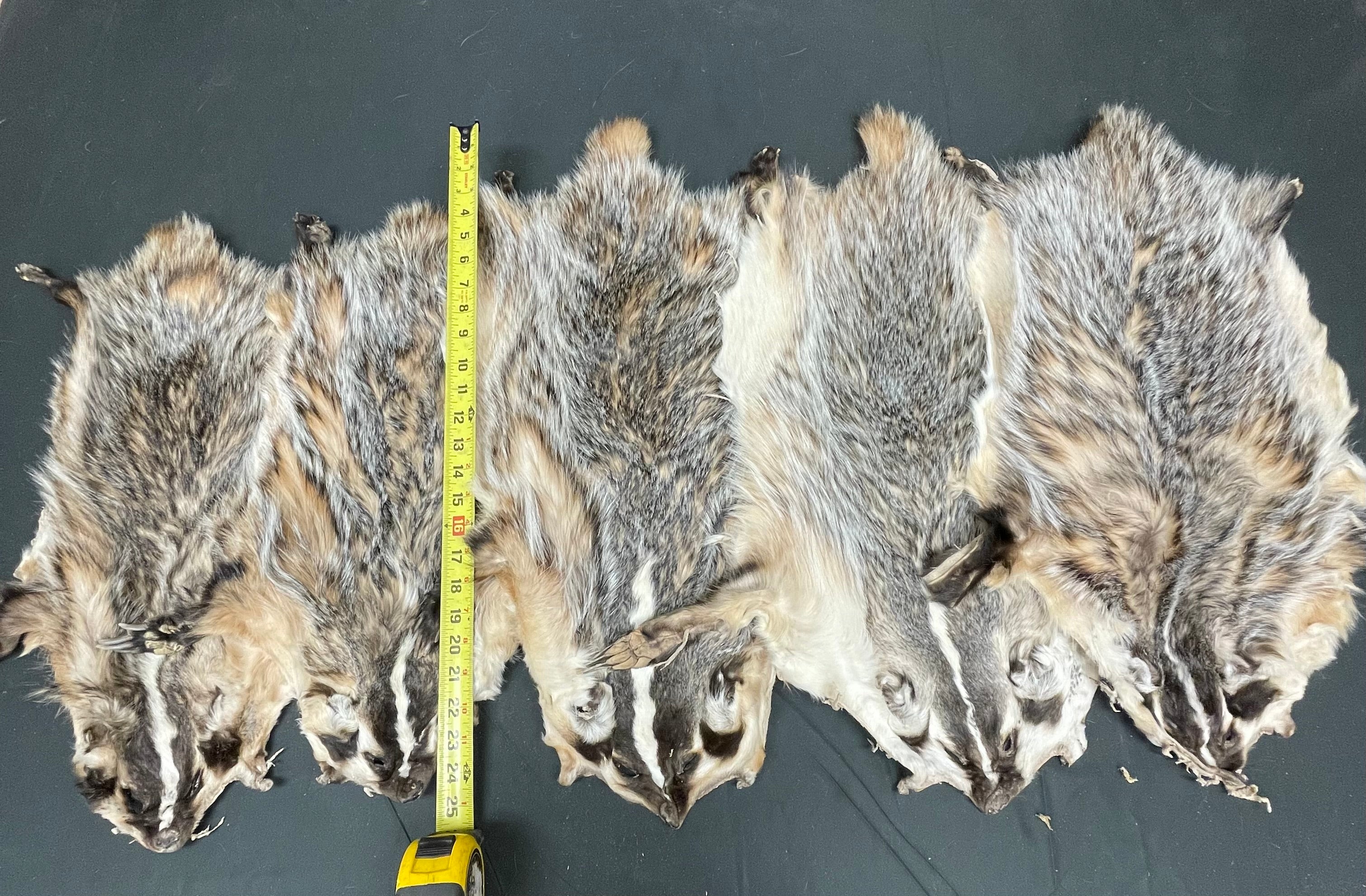 #2 Grade flat Badger Pelts – Open Skinned with Feet | Small Size Natural Fur for Crafts & Décor