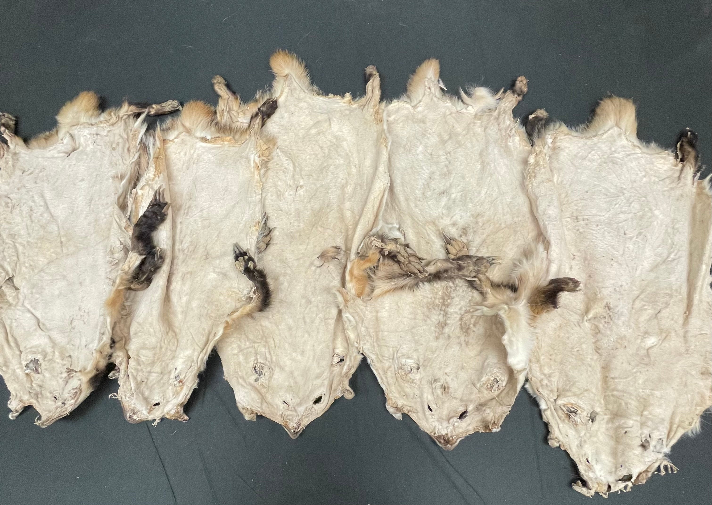 #2 Grade flat Badger Pelts – Open Skinned with Feet | Small Size Natural Fur for Crafts & Décor