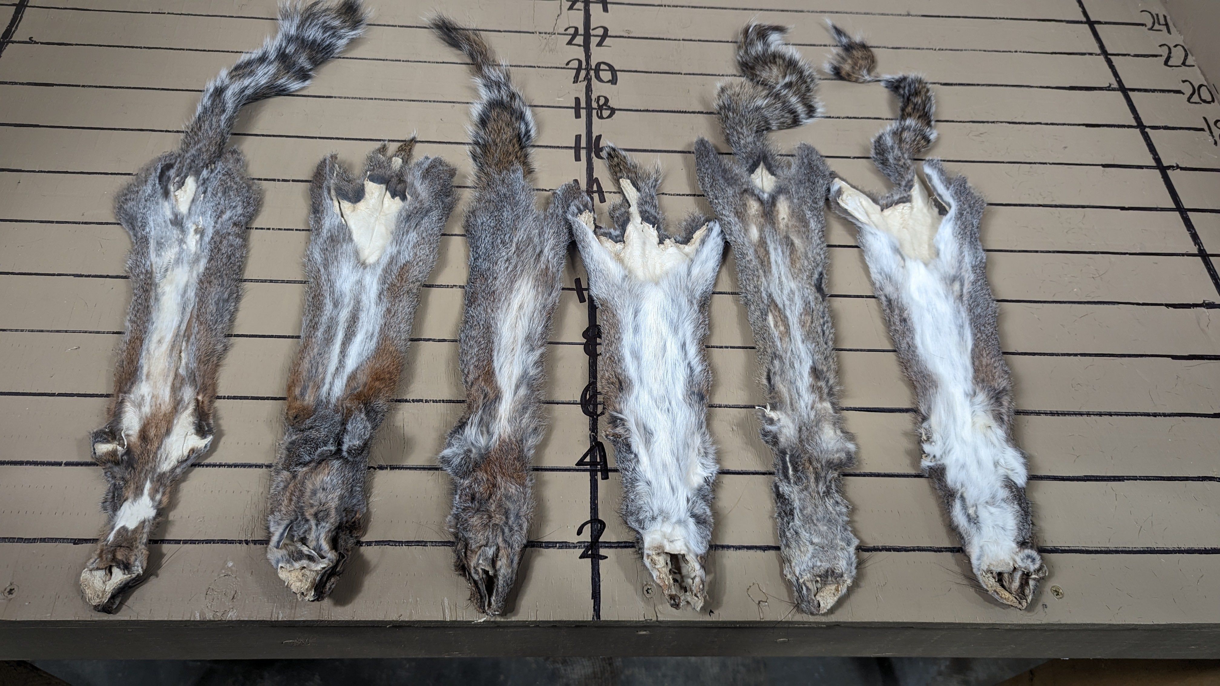 #2 Grade Grey Squirrel Pelts | Natural Fur Craft Hides with Minor Imperfections