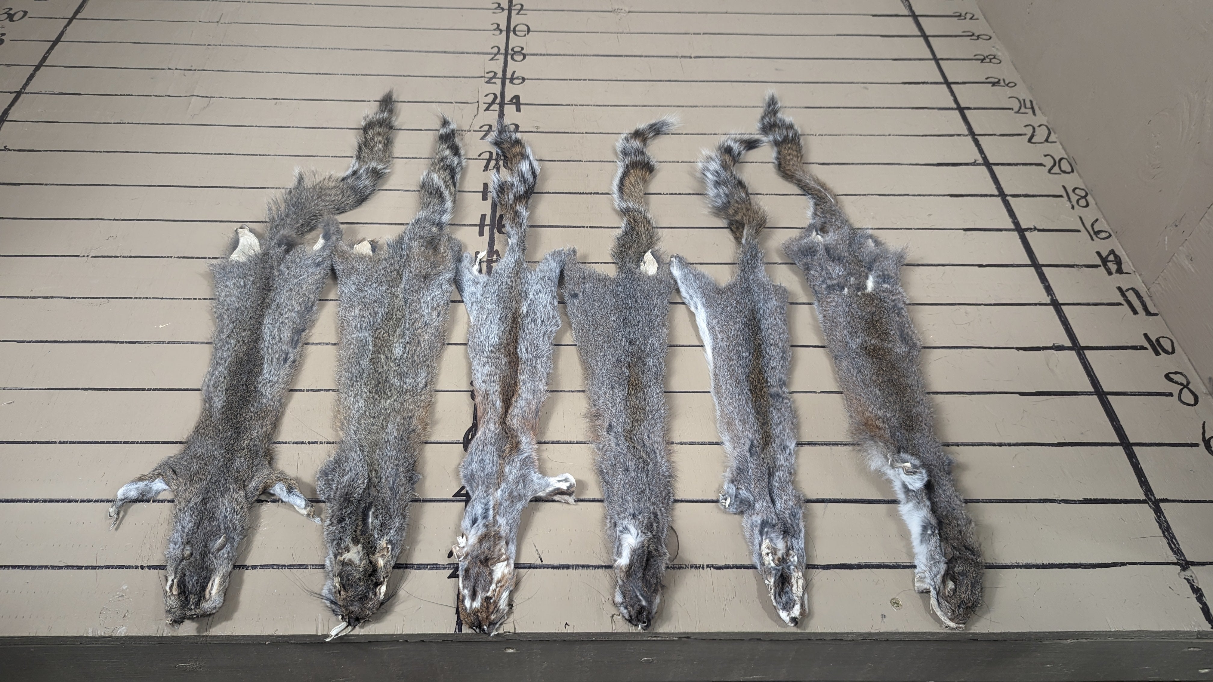 #3 Grade Grey Squirrel Pelts | Economy Natural Fur for Crafts & Practice Projects