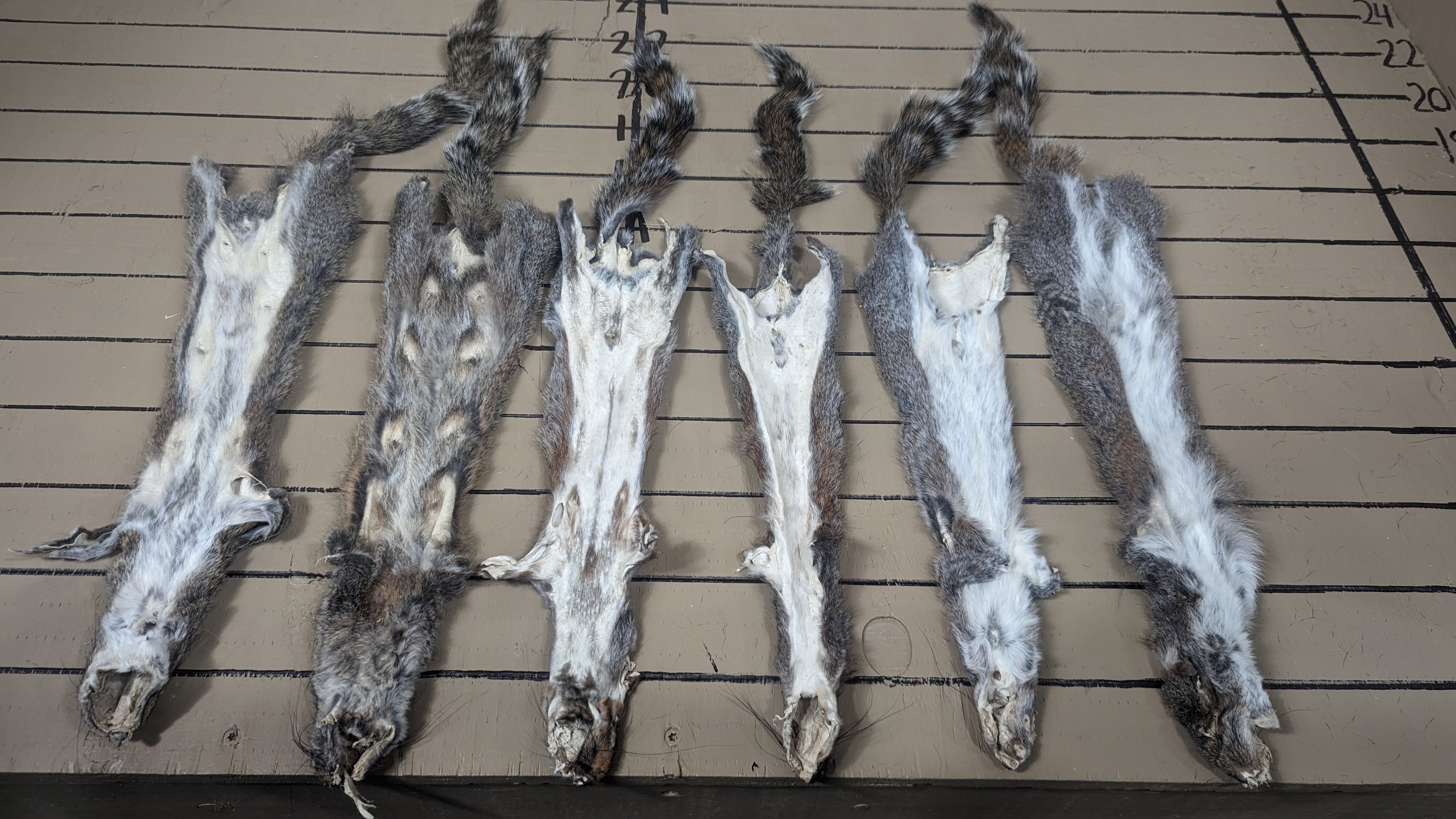#3 Grade Grey Squirrel Pelts | Economy Natural Fur for Crafts & Practice Projects