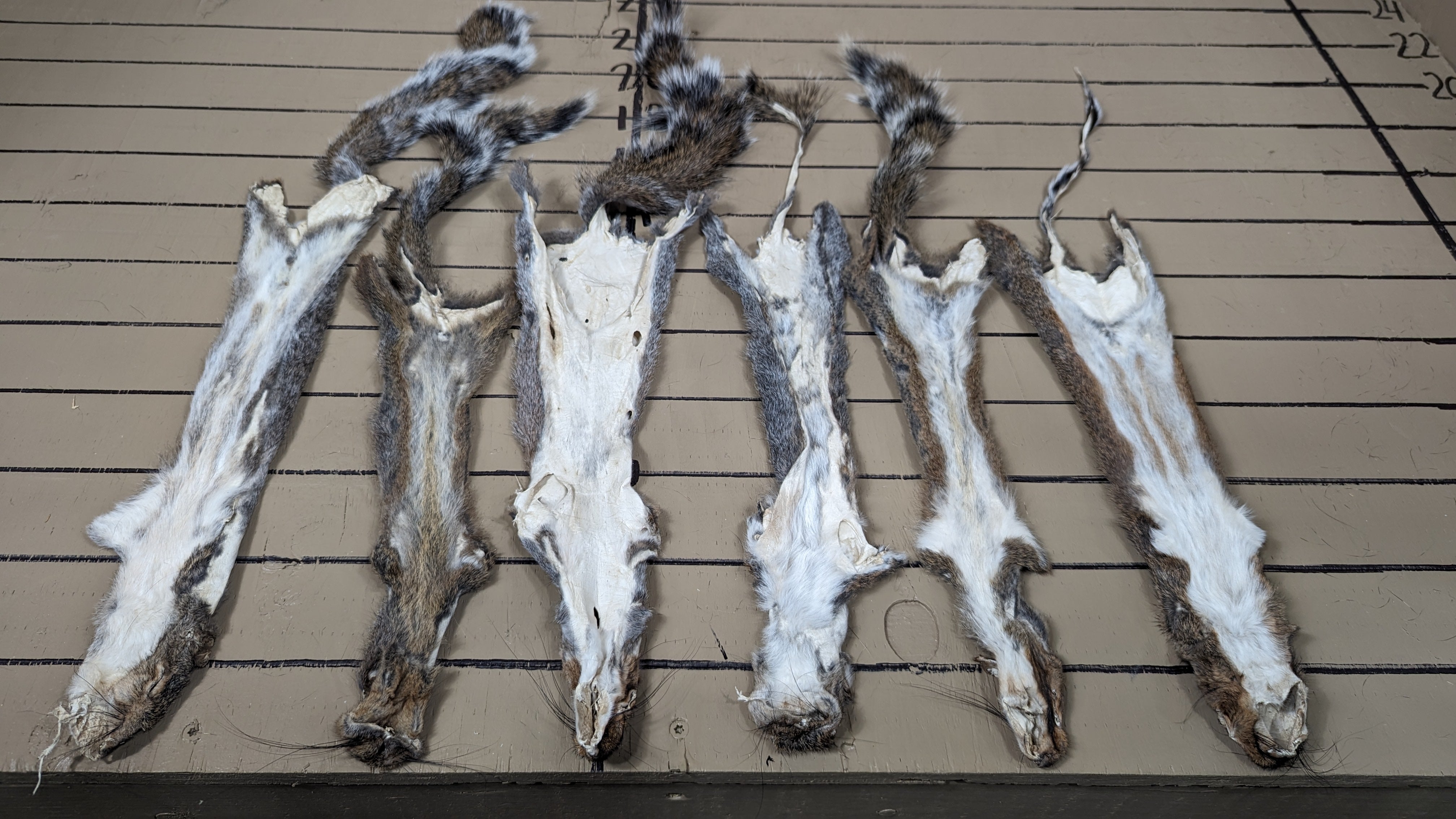 Craft Grade Grey Squirrel Pelts | Budget Natural Fur for DIY, Fly Tying & Patchwork