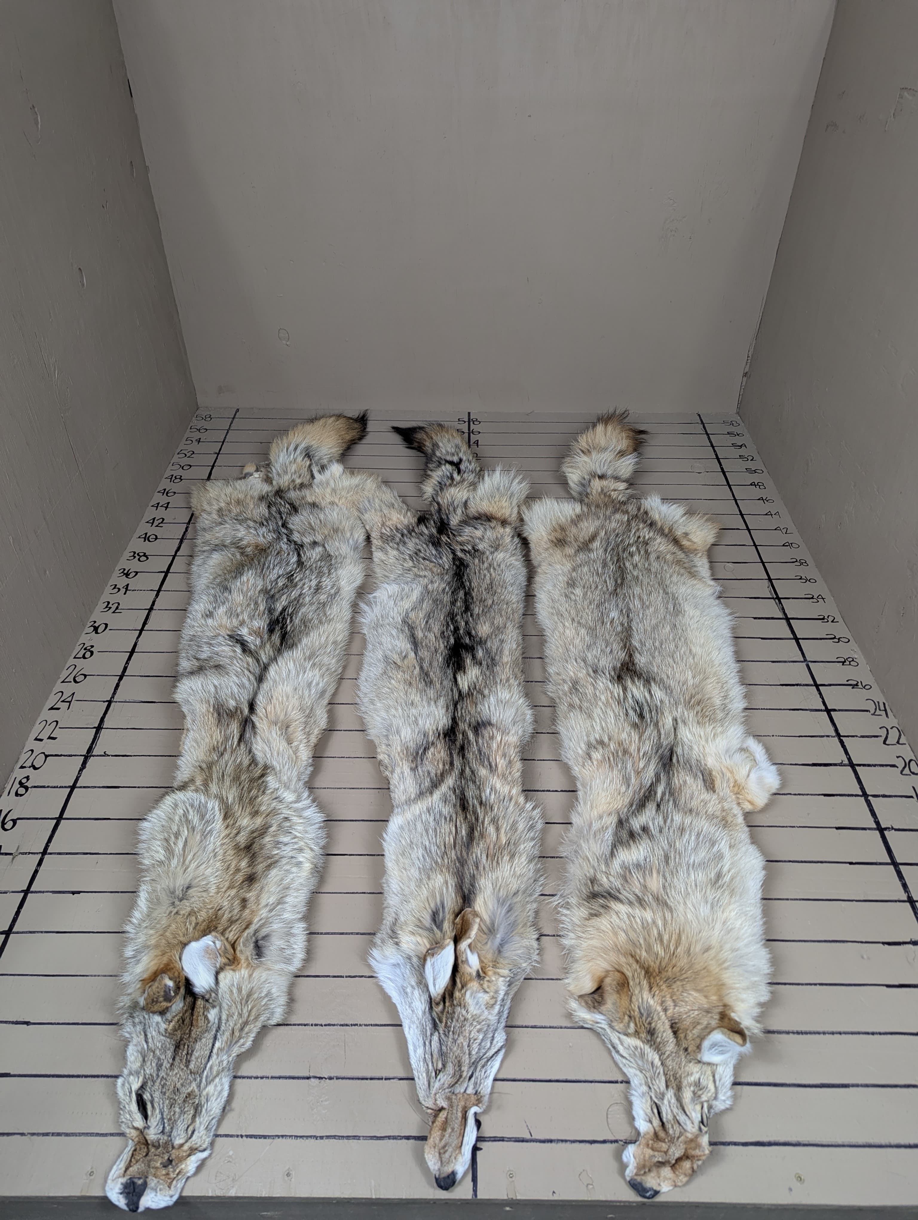 Western Coyote Pelt #1 Quality – Average Color Tanned Fur | Prime Western Hide