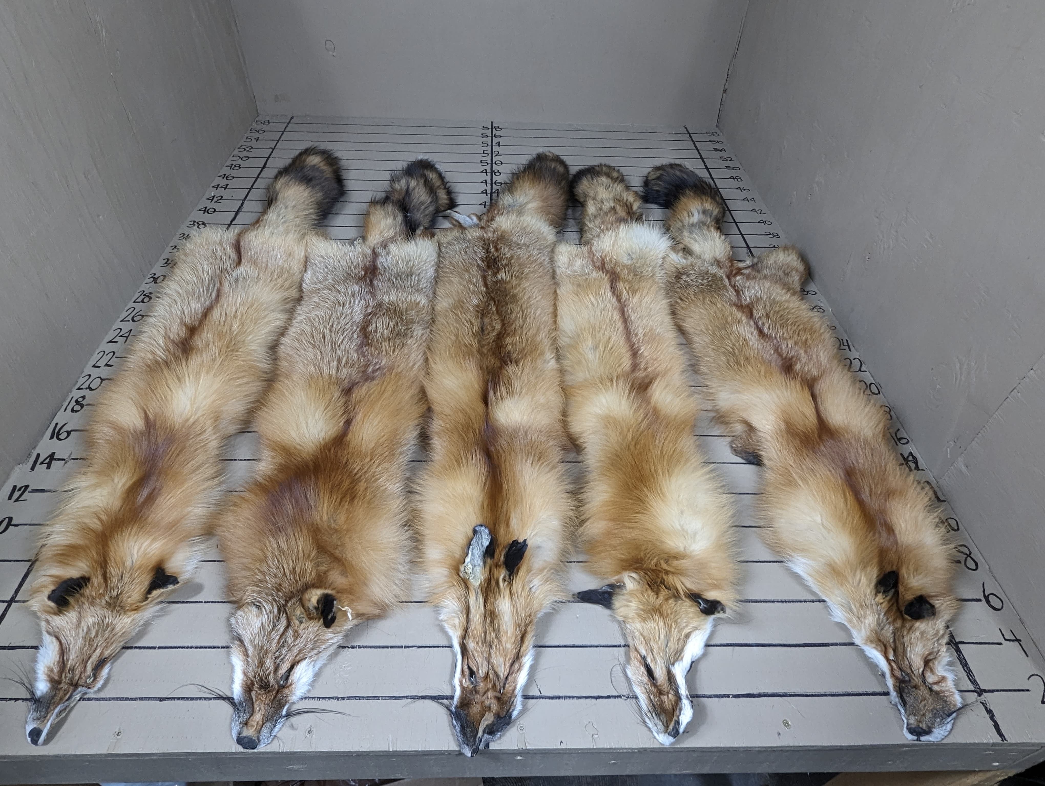 Northern Red Fox Pelt #1 Quality – Ultra-Dense Prime Winter Fur | Thickest Red Fox Available