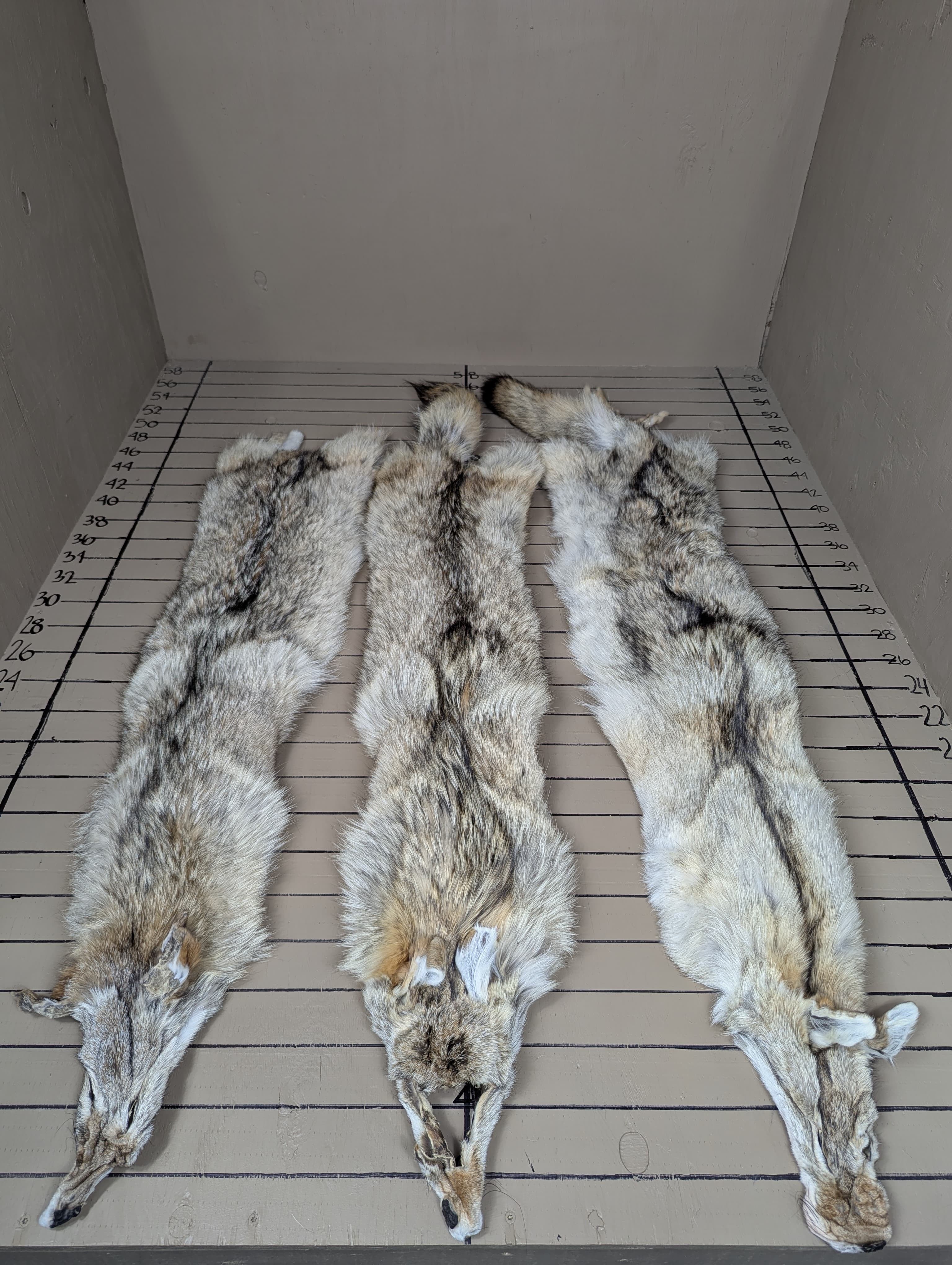 Western Coyote Pelt #2 Quality – Average Color Tanned Fur | Natural Imperfections