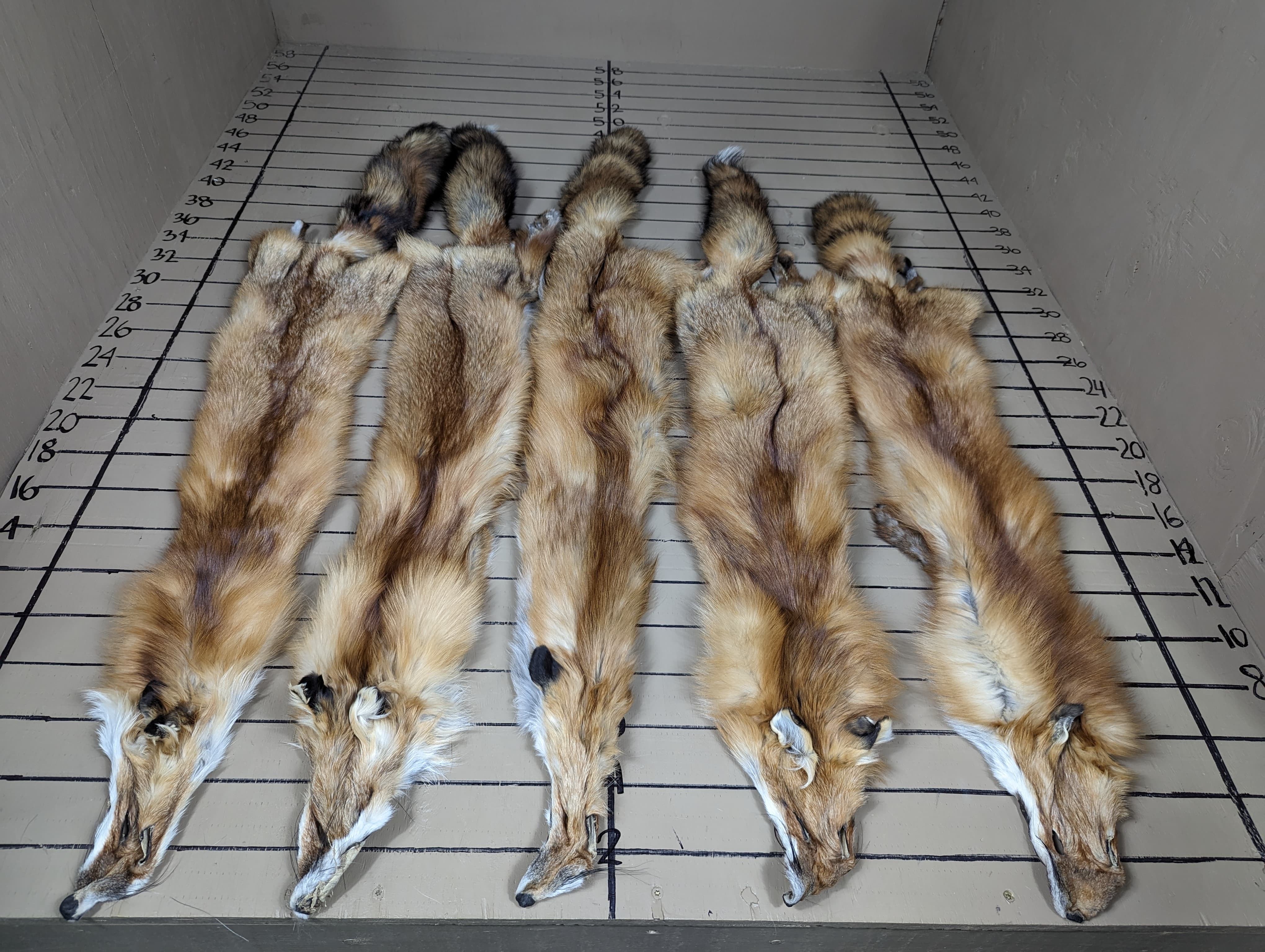 Eastern Red Fox Pelt #2 Quality – Prime Winter Fur | Natural Imperfections