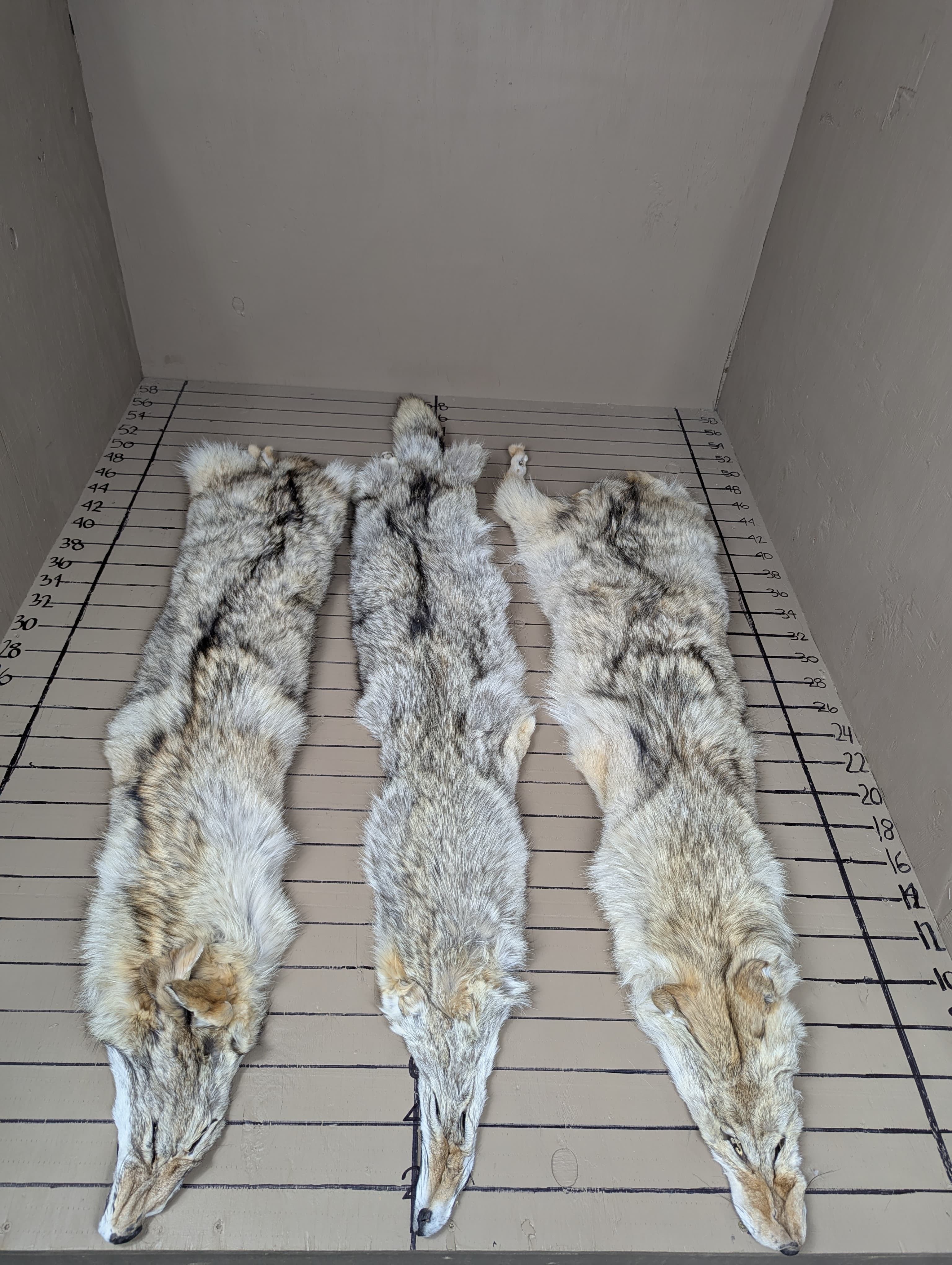 Western Coyote Pelt #2 Quality – Pale Color Tanned Fur | Natural Imperfections