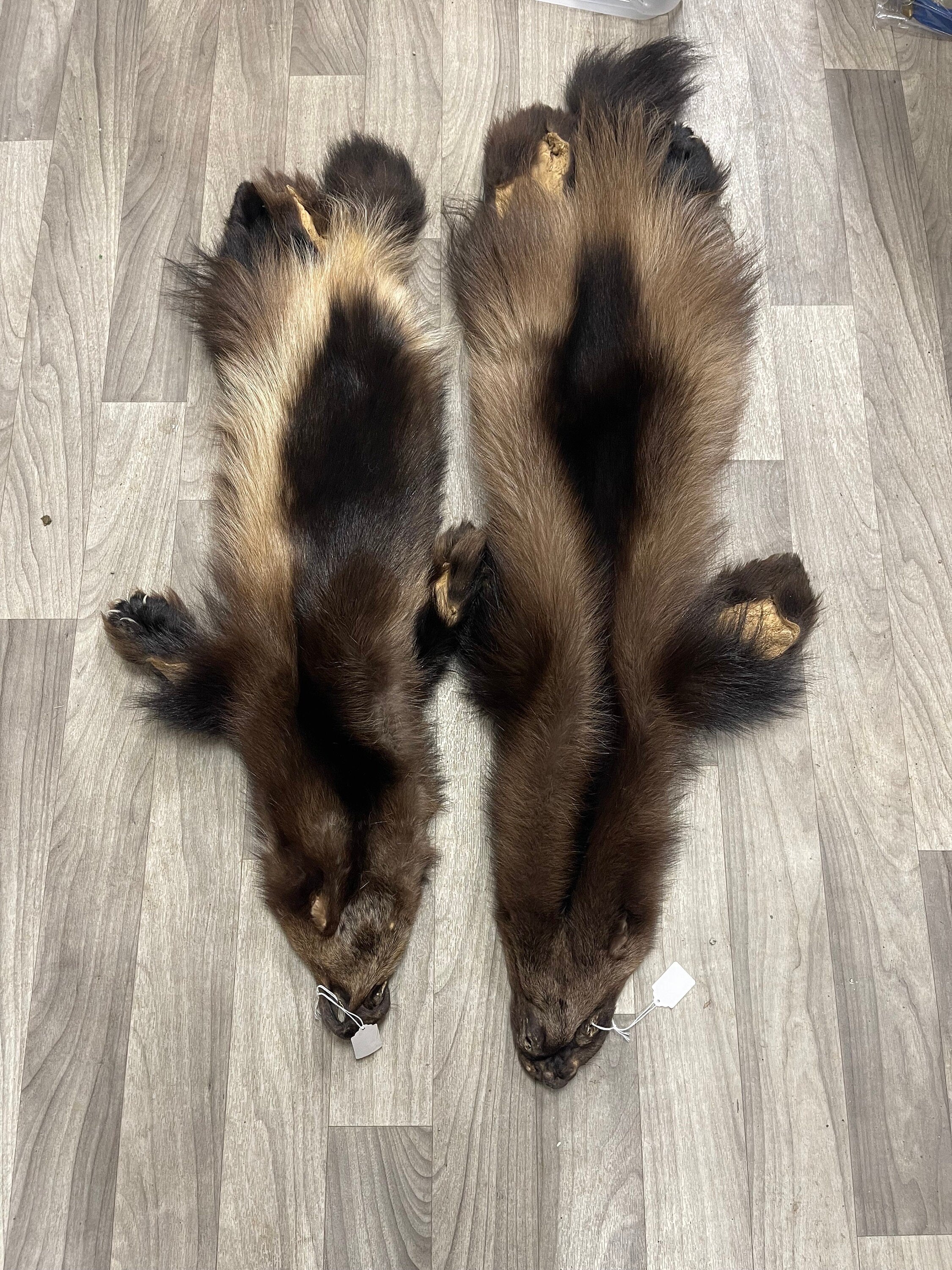 Tanned wolverine with feet