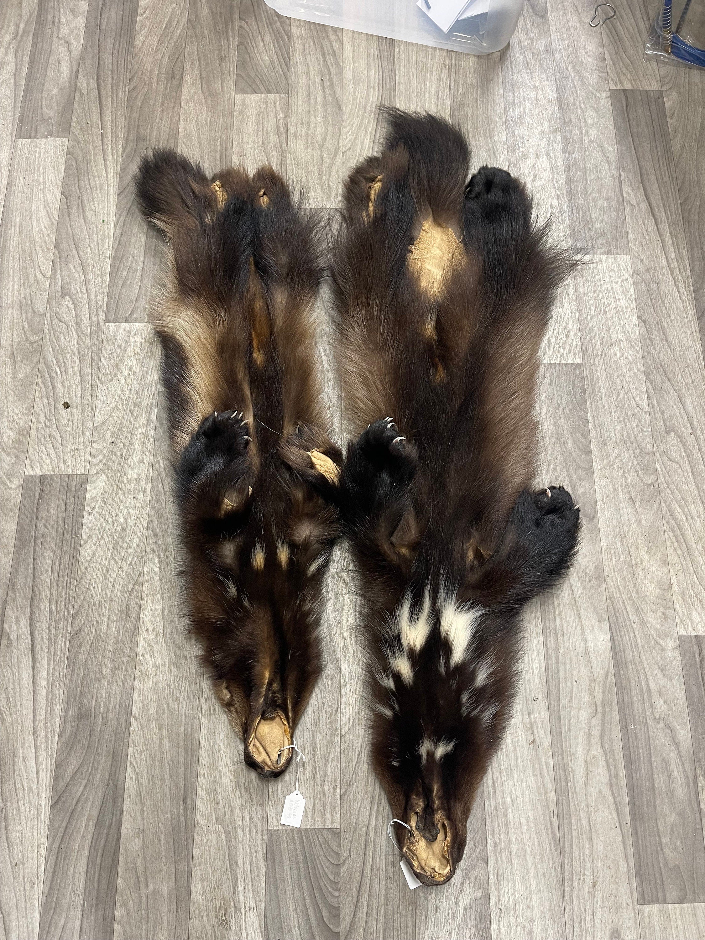 Tanned wolverine with feet