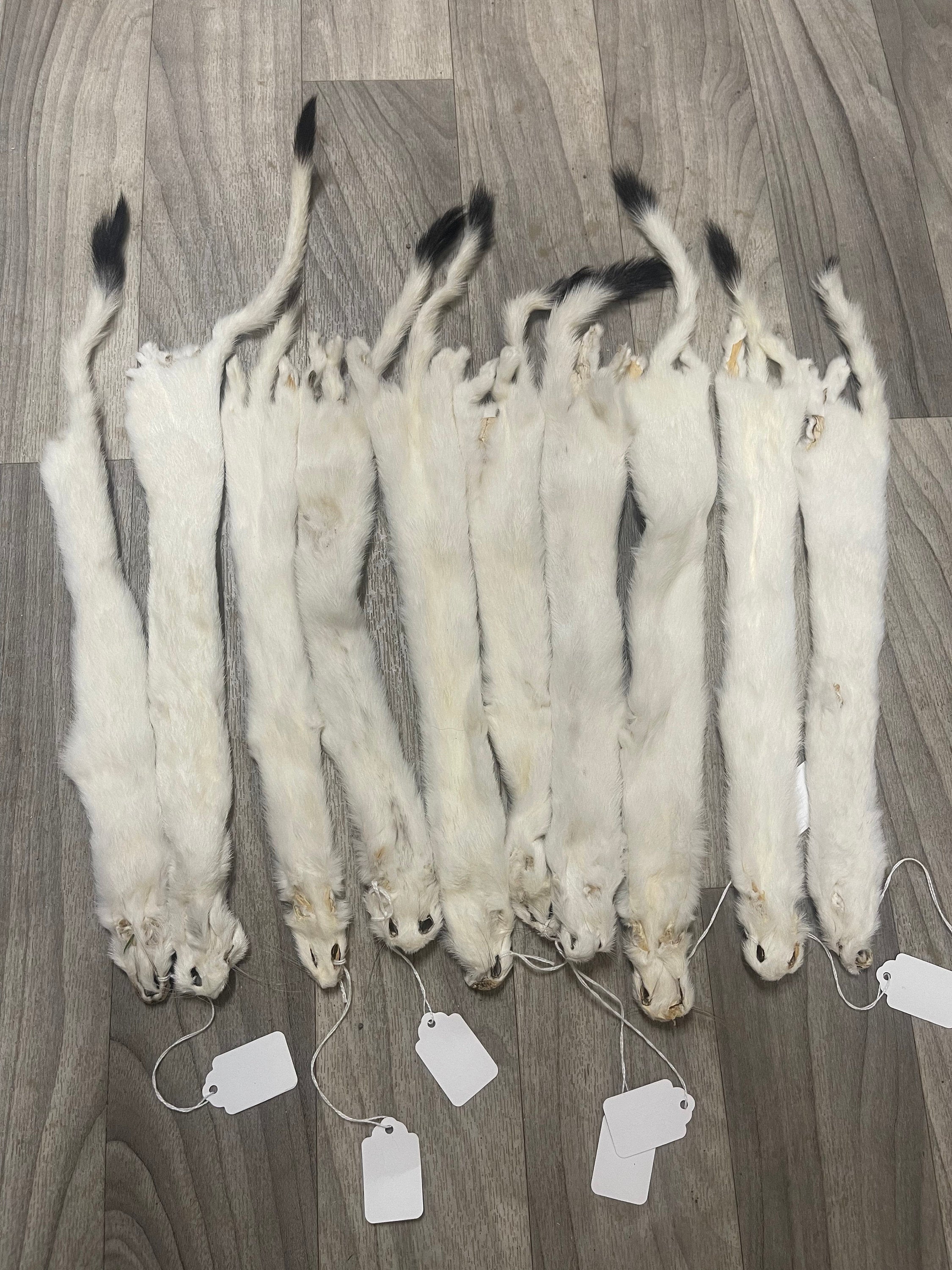 Tanned ermine long tail weasel