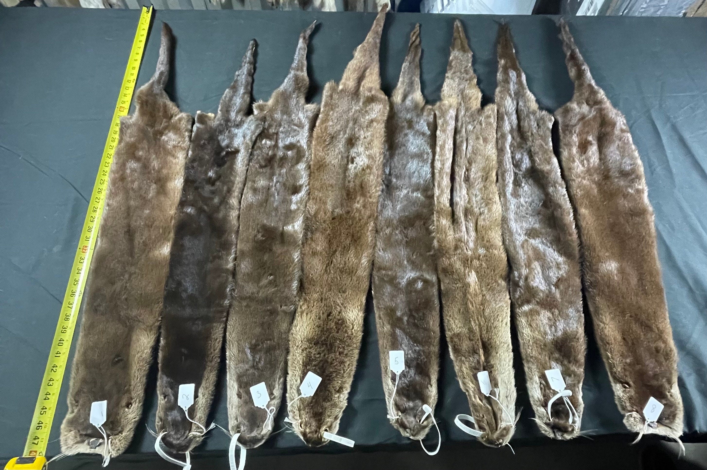 Otter professionally soft tanned premium quality