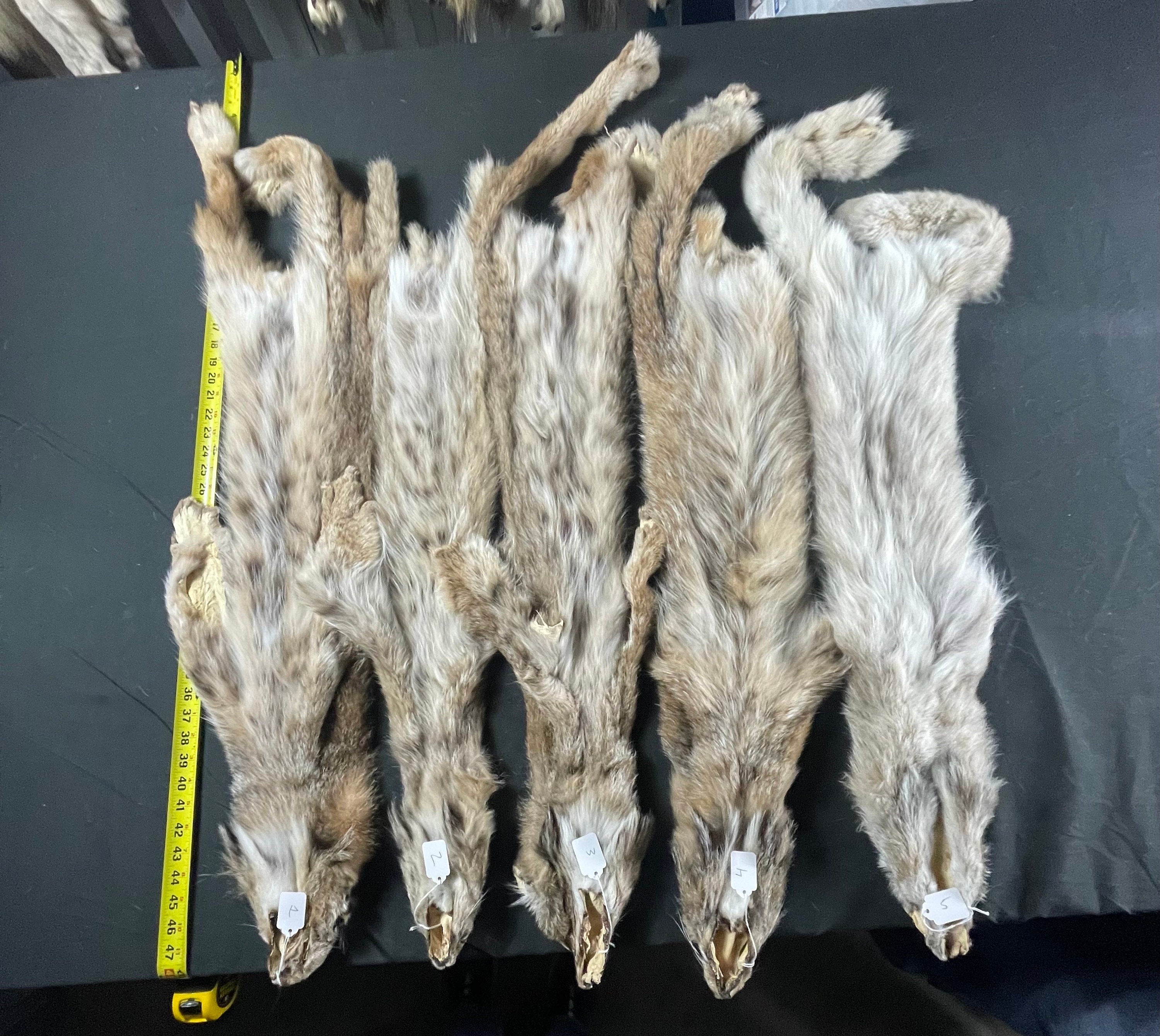 Tanned Lynx soft tanned hides Large