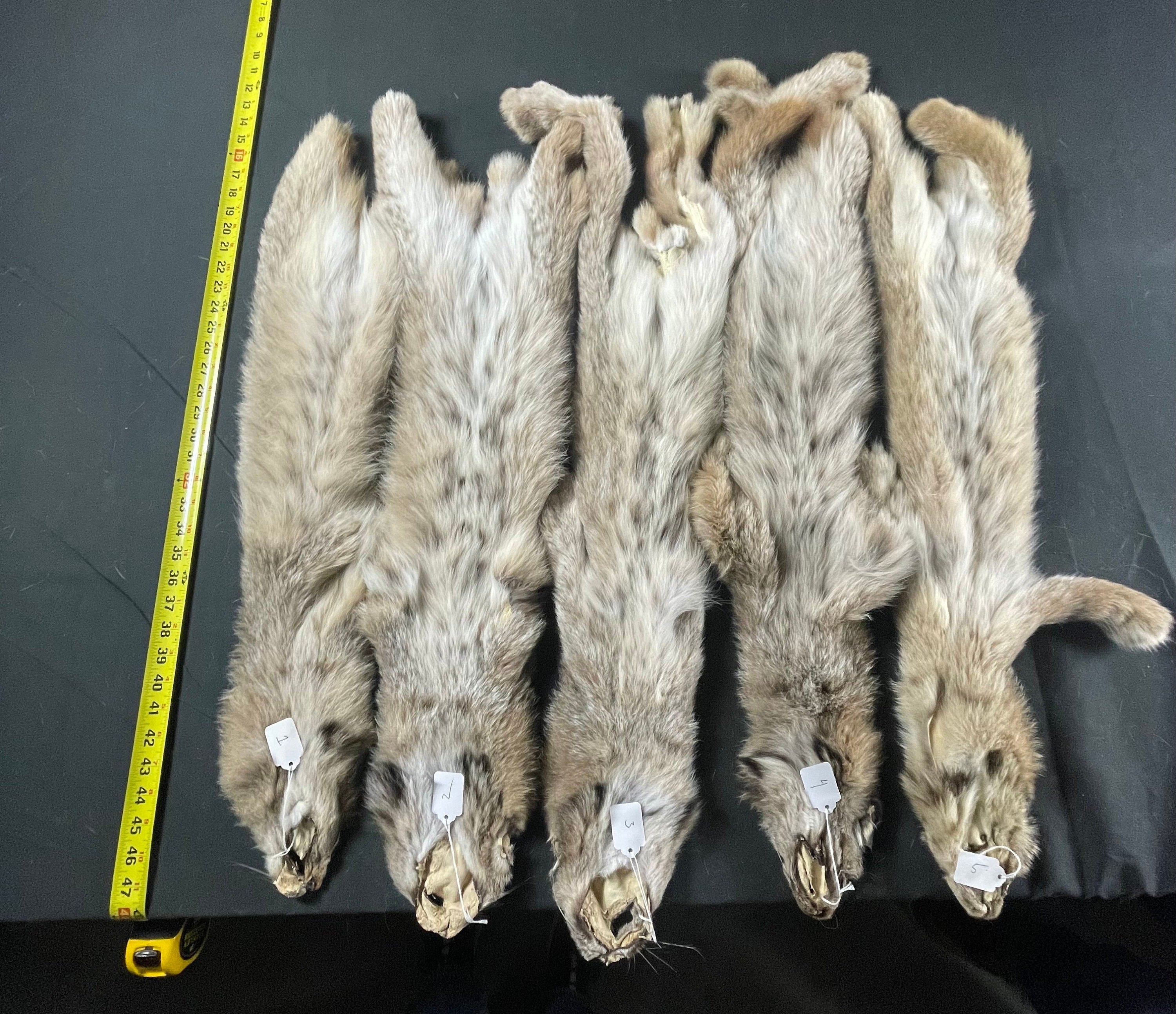 Tanned Lynx soft tanned hides medium