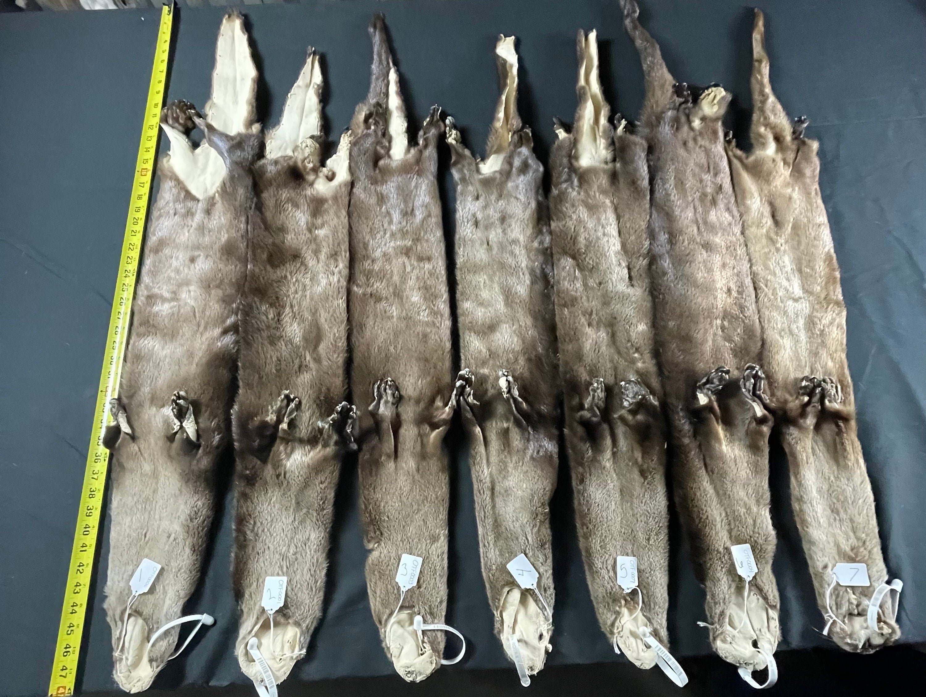 Otter with feet professionally soft tanned premium quality