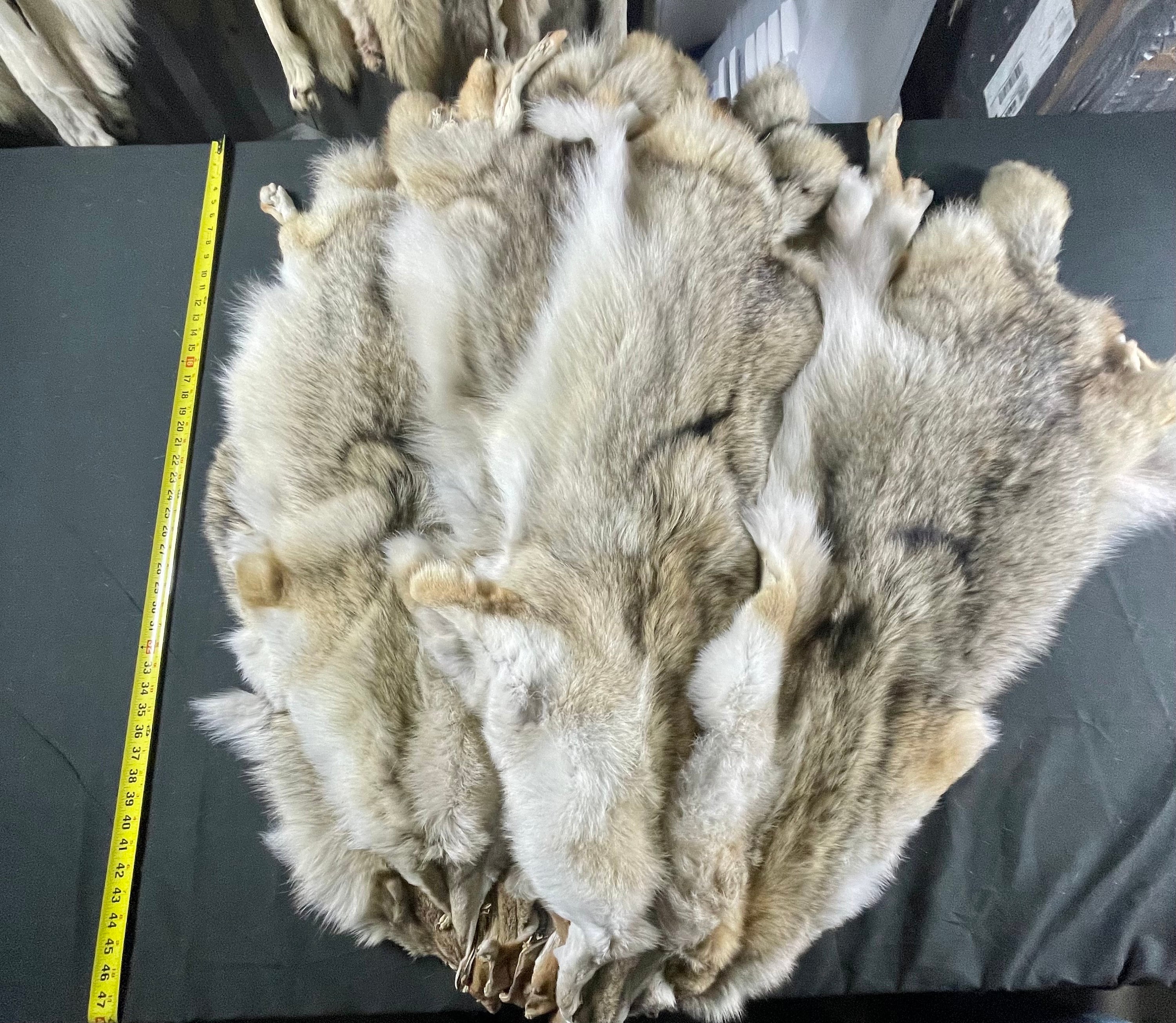 Tanned coyotes western soft tanned hides