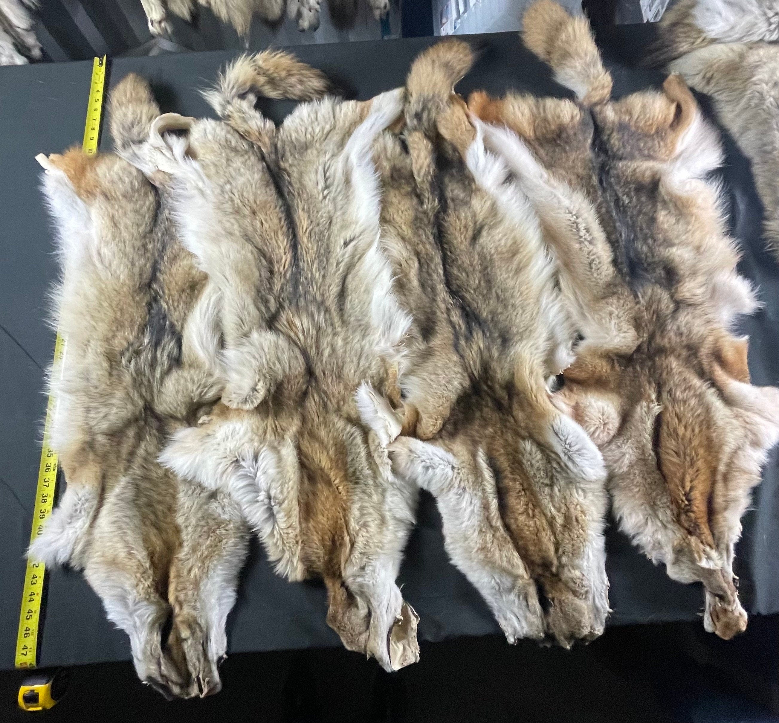 Tanned coyotes western soft tanned hides