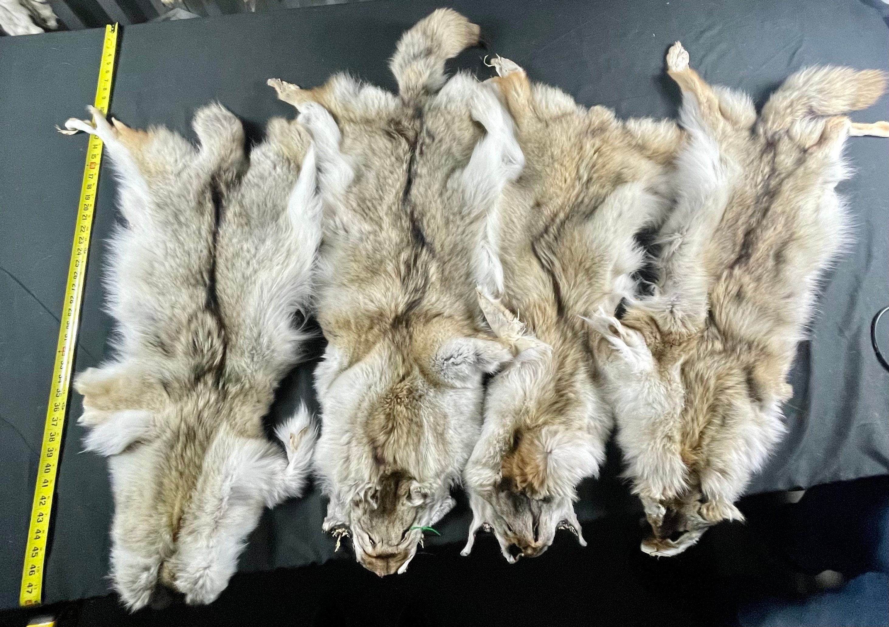 Tanned coyotes western soft tanned hides