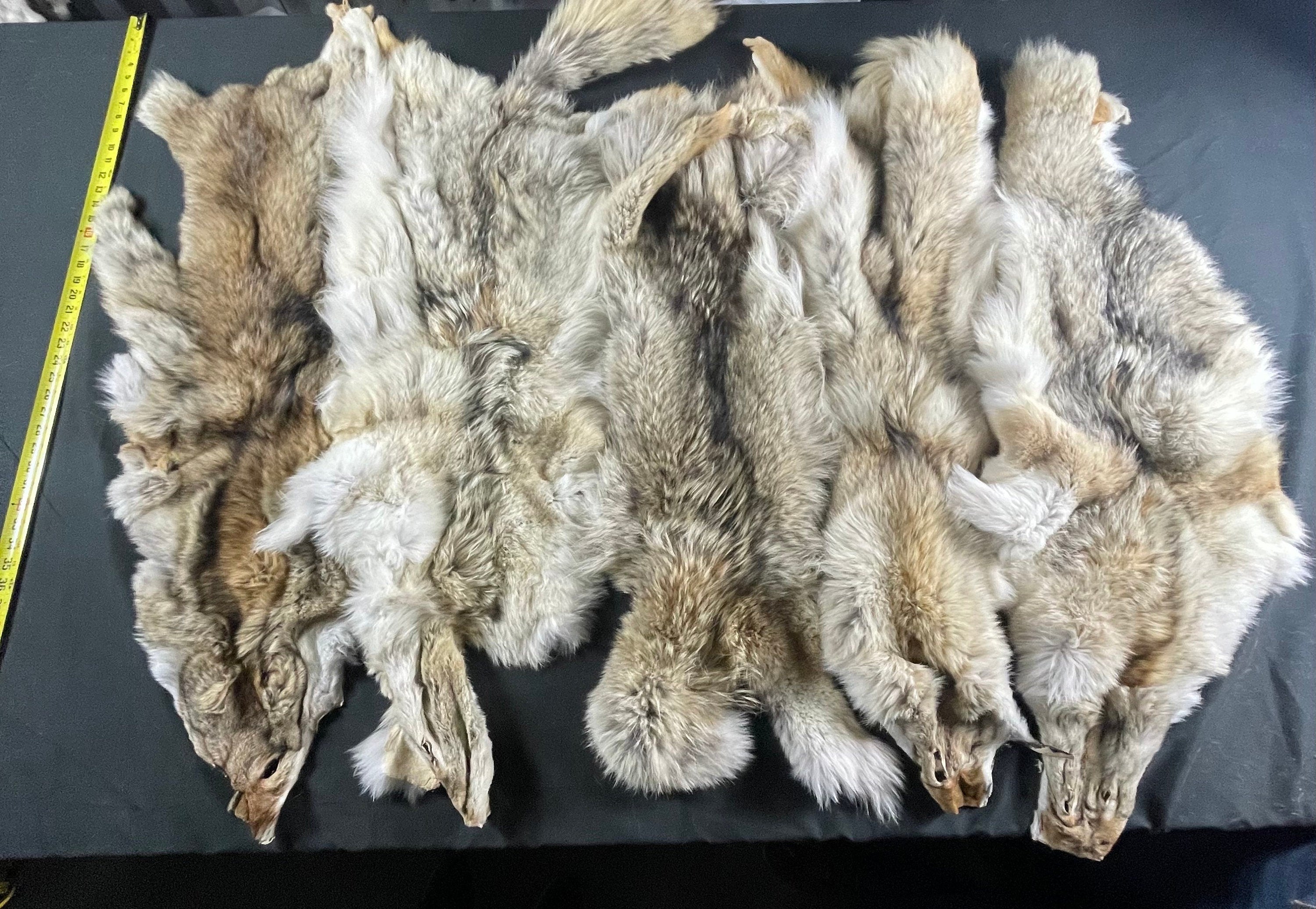 Tanned coyotes western soft tanned hides