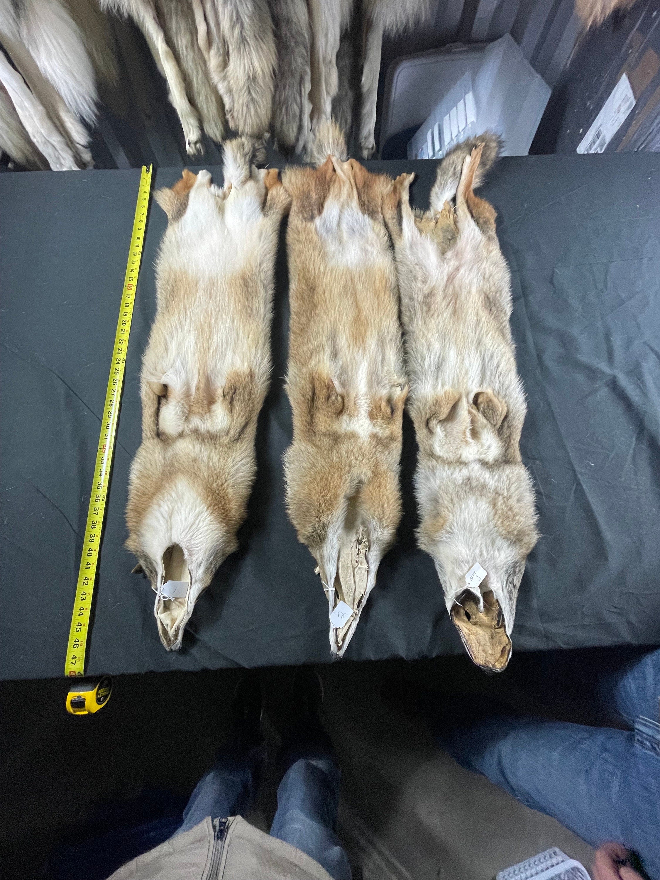 Tanned eastern coyote hide. Soft tanned semi heavy eastern coyote