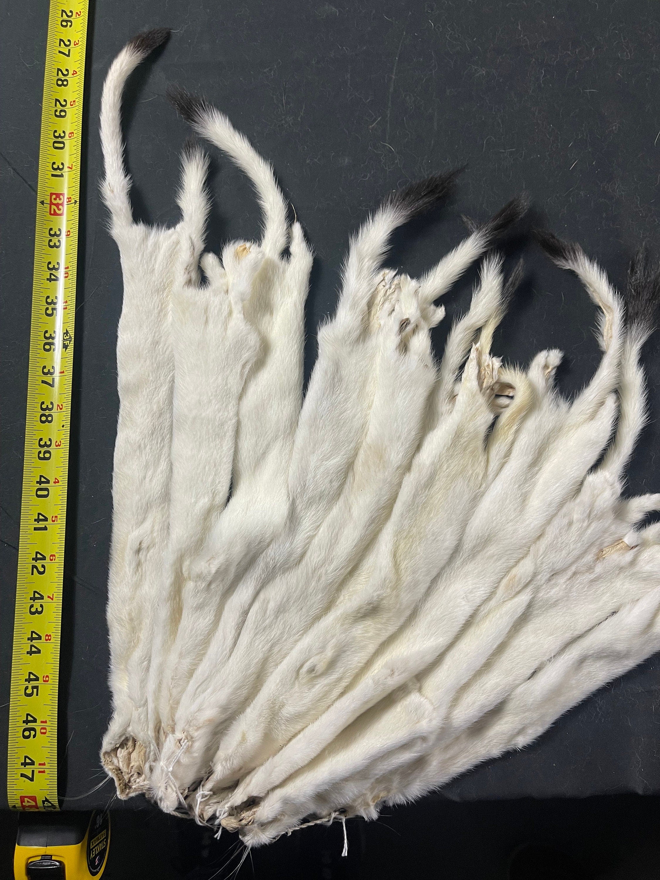 Tanned ermine long tail weasel