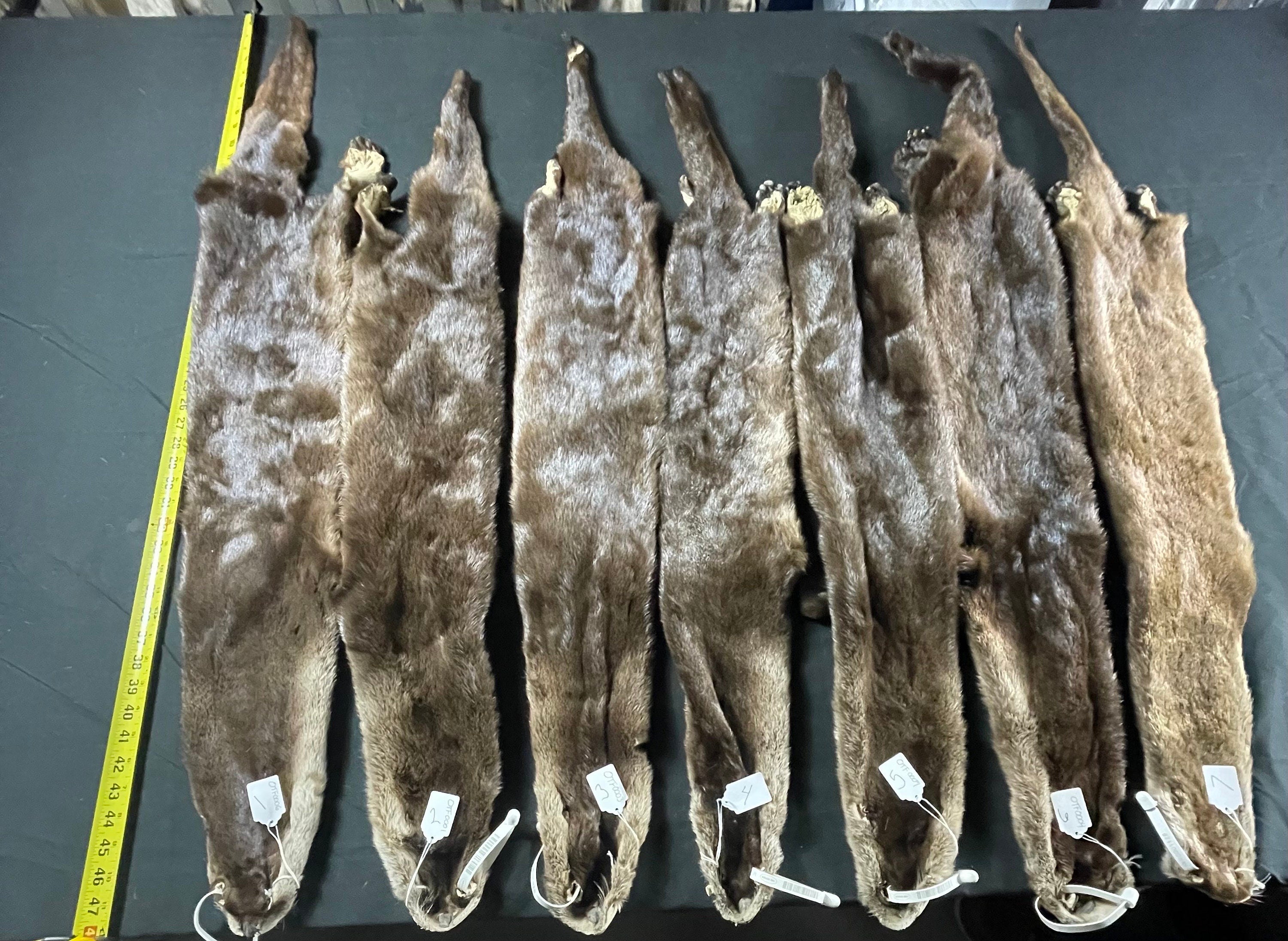 Otter with feet professionally soft tanned premium quality