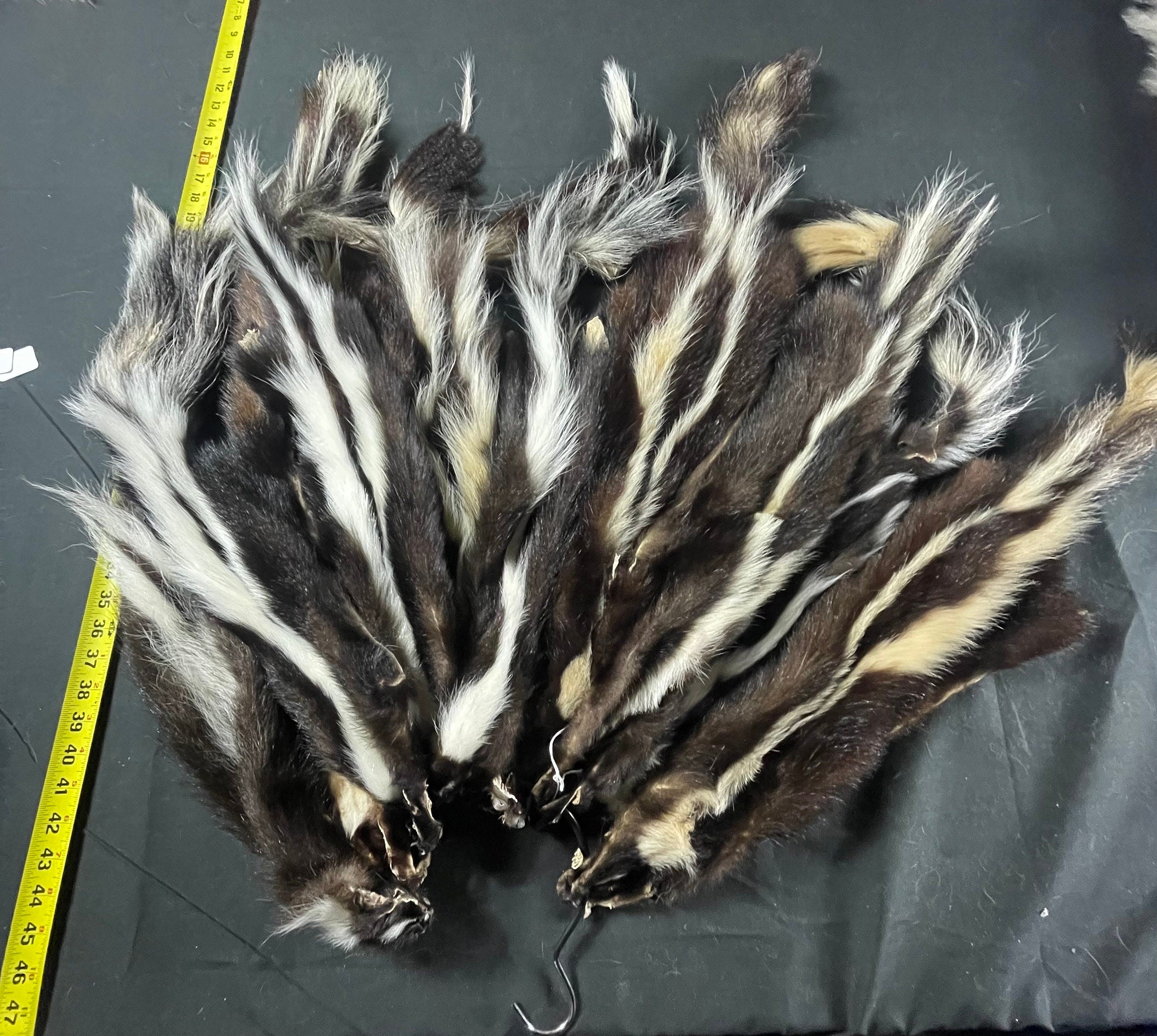 Tanned skunk hide damaged