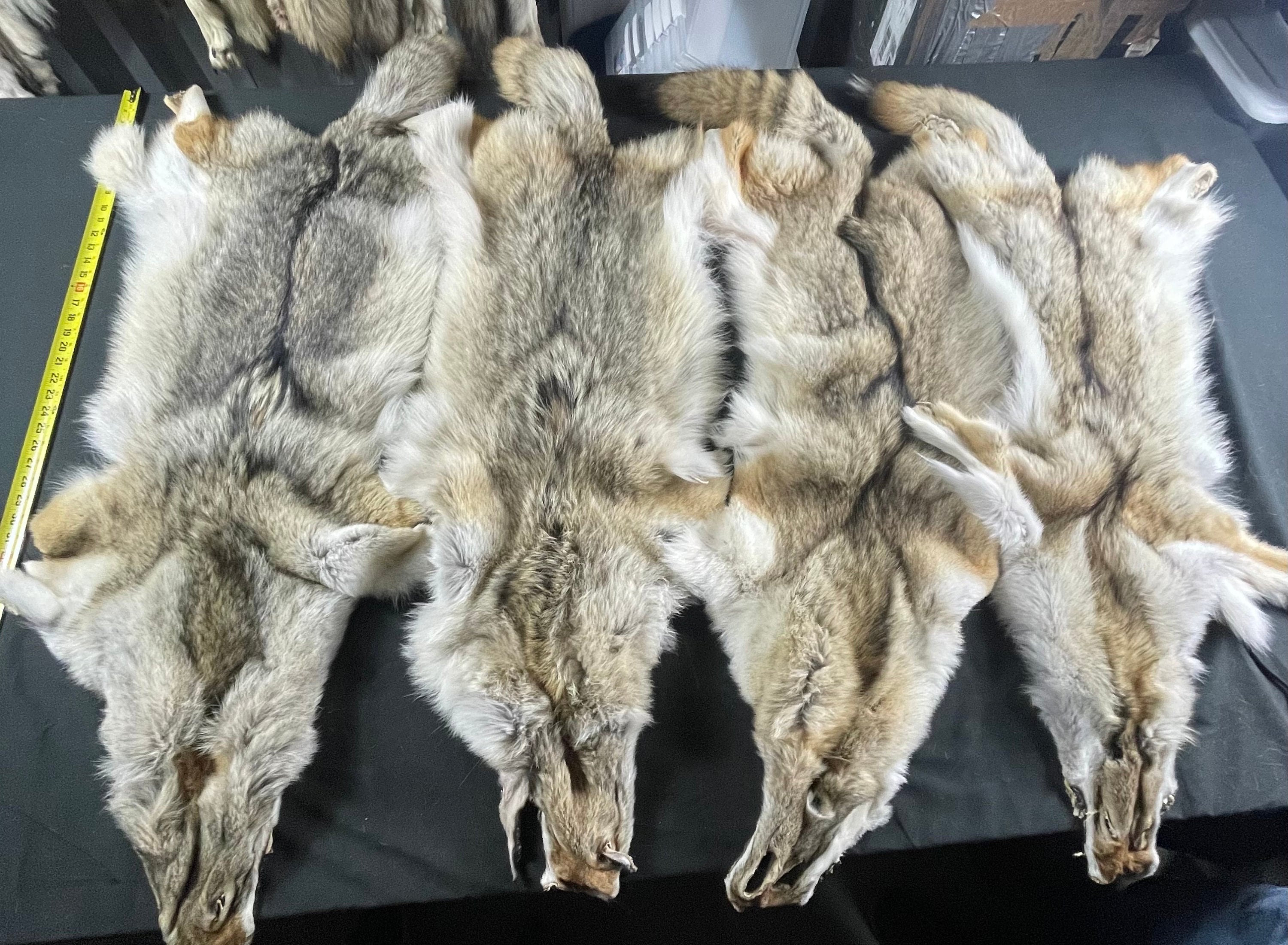 Tanned coyotes western soft tanned hides