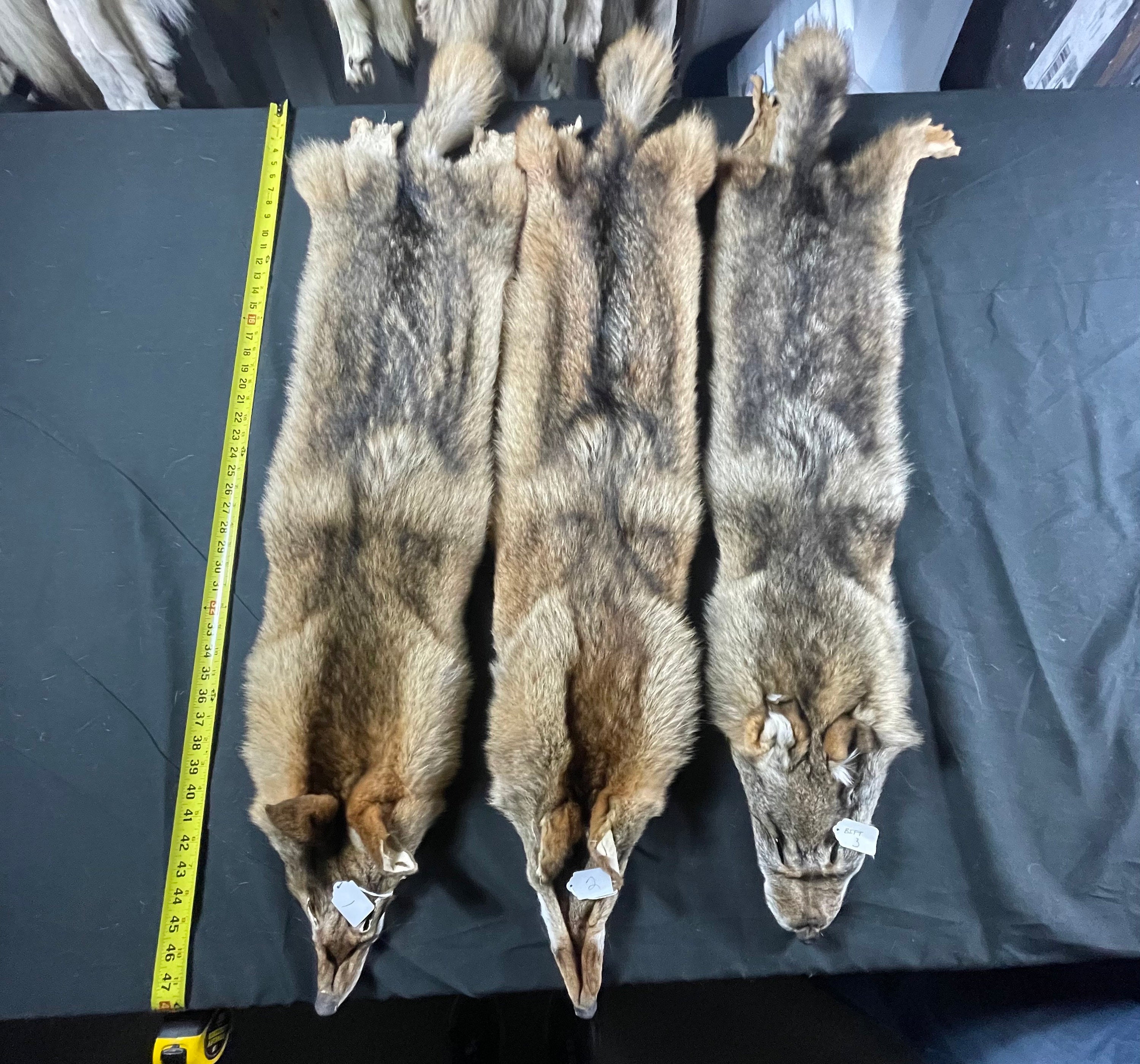 Tanned eastern coyote hide. Soft tanned semi heavy eastern coyote