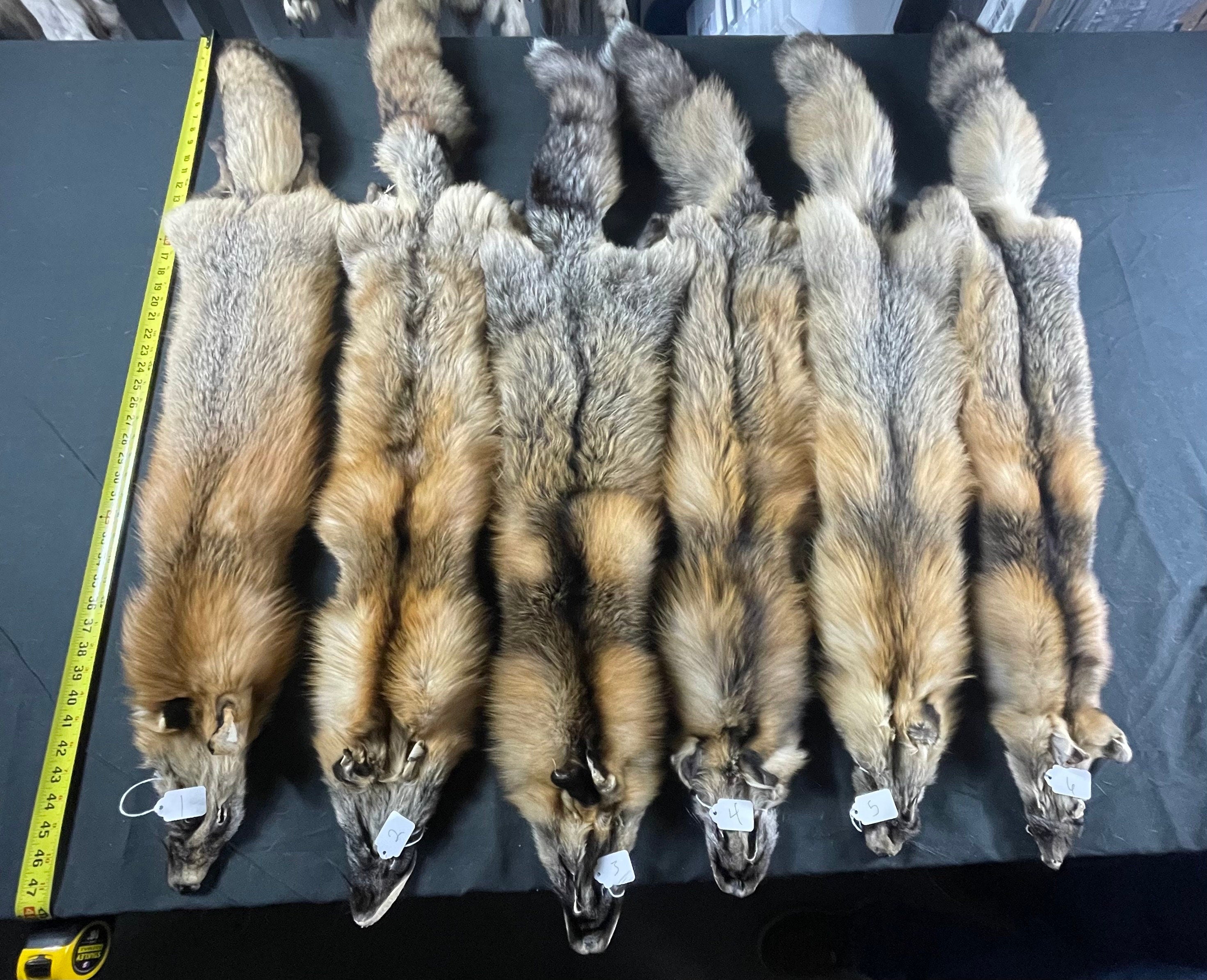 Premium Tanned wild cross fox soft tanned