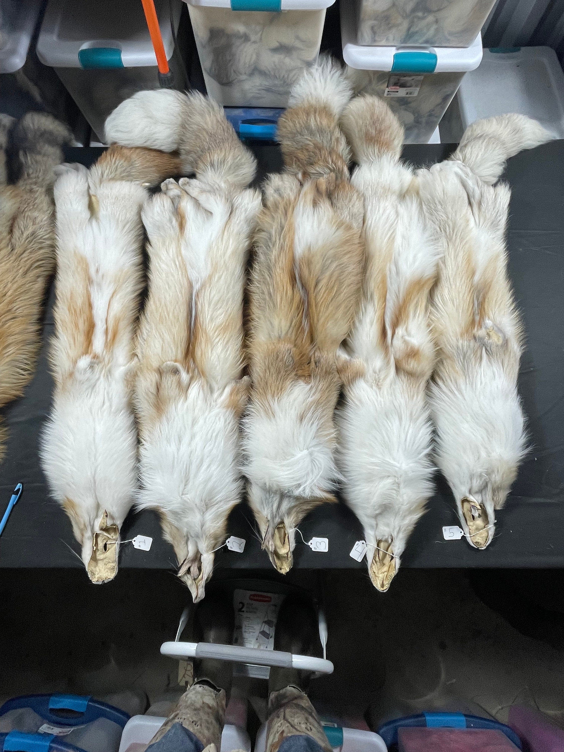 Tanned fox Platinum Gold fox soft tanned 3xl real fur