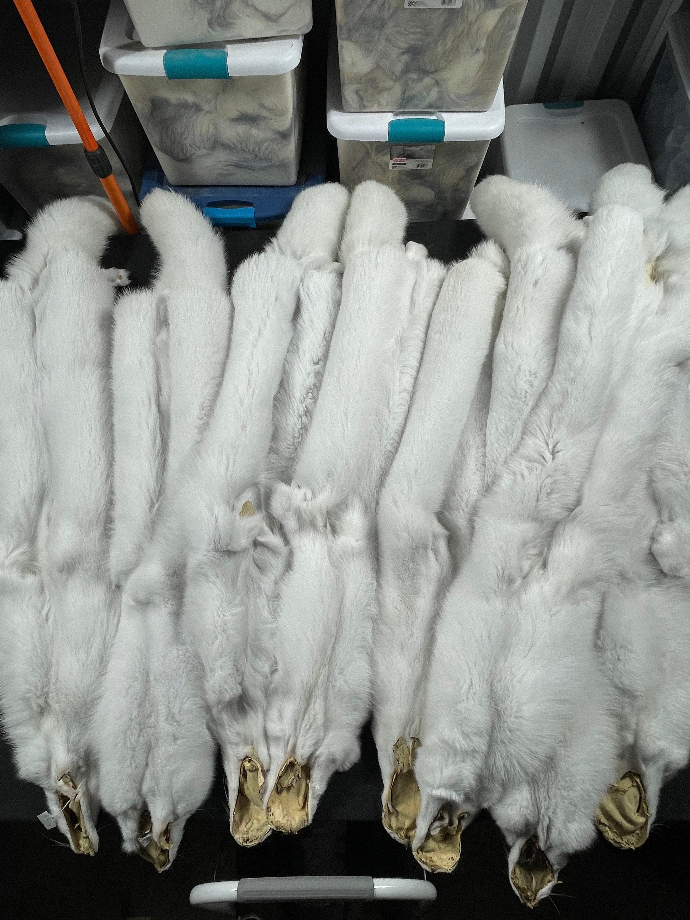 tanned fox Blue shadow fox Arctic fox soft tanned real fur