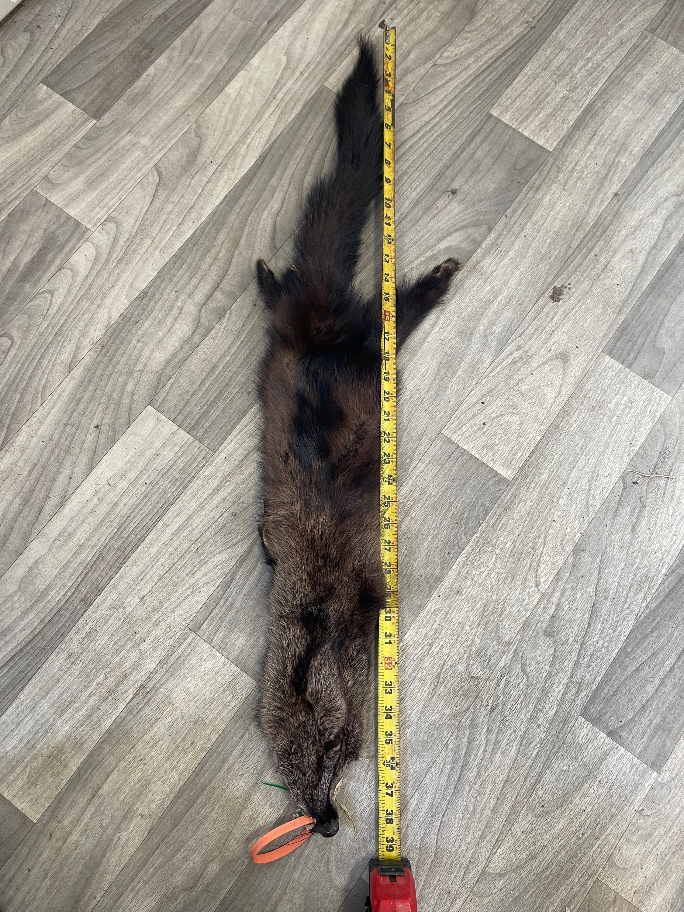 Tanned Fisher pelt professionally soft tanned real fur ethically sourced fur