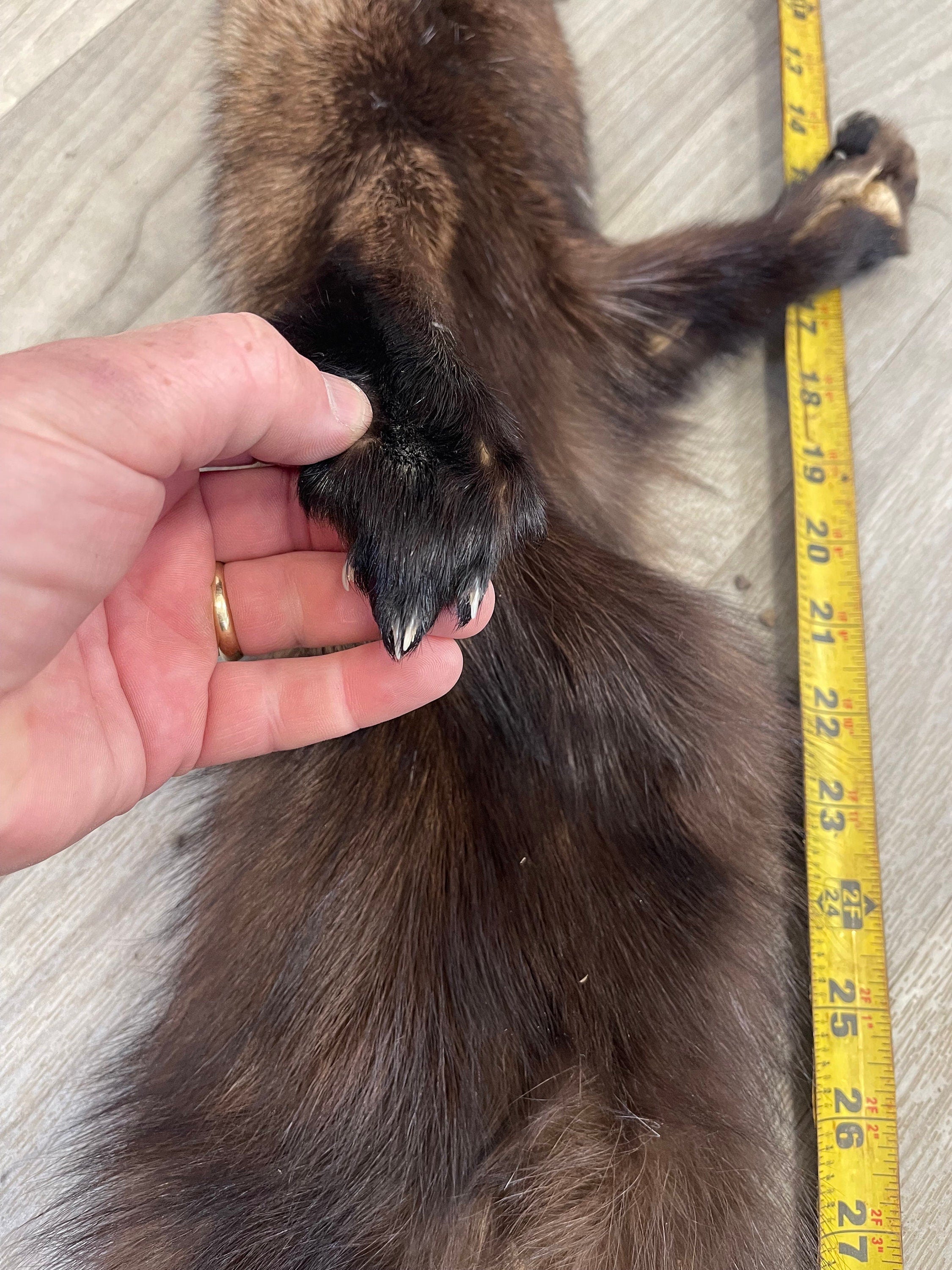 Tanned Fisher pelt professionally soft tanned real fur ethically sourced fur