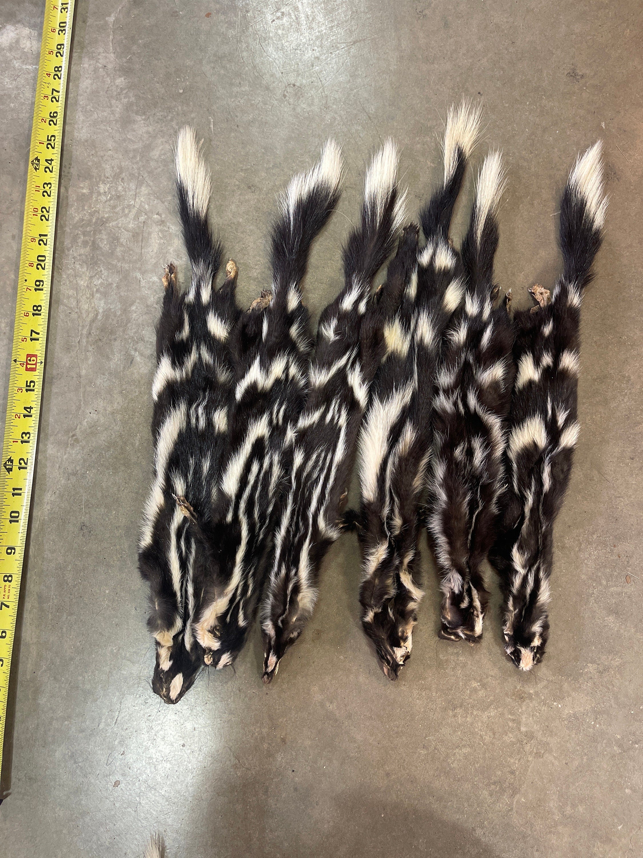 Tanned spotted skunk hide with feet
