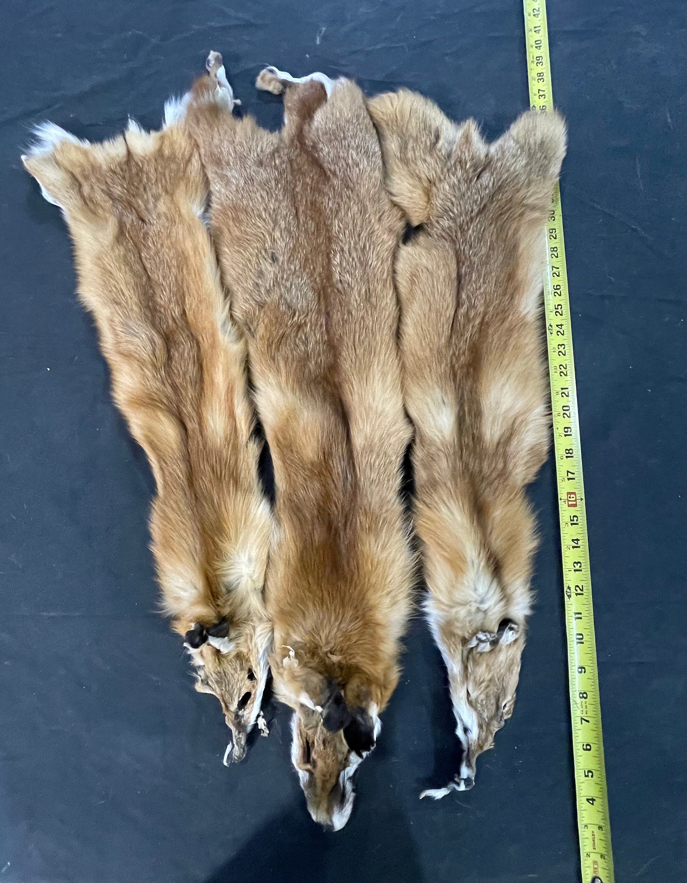 Tanned red fox professional soft tanned silky fur. Eastern red fox