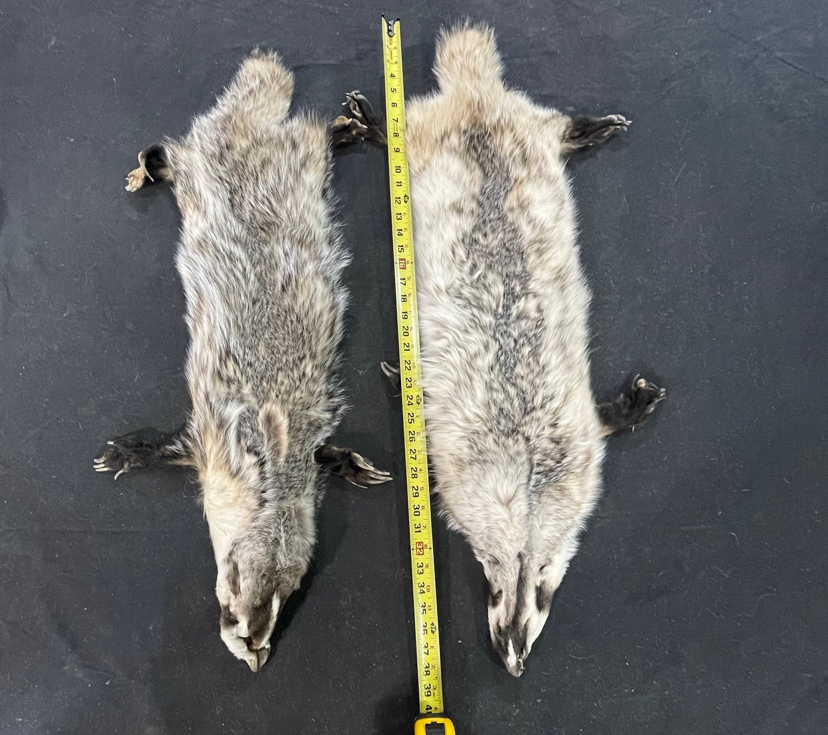 Tanned badger heavy furred soft tanned hides with feet