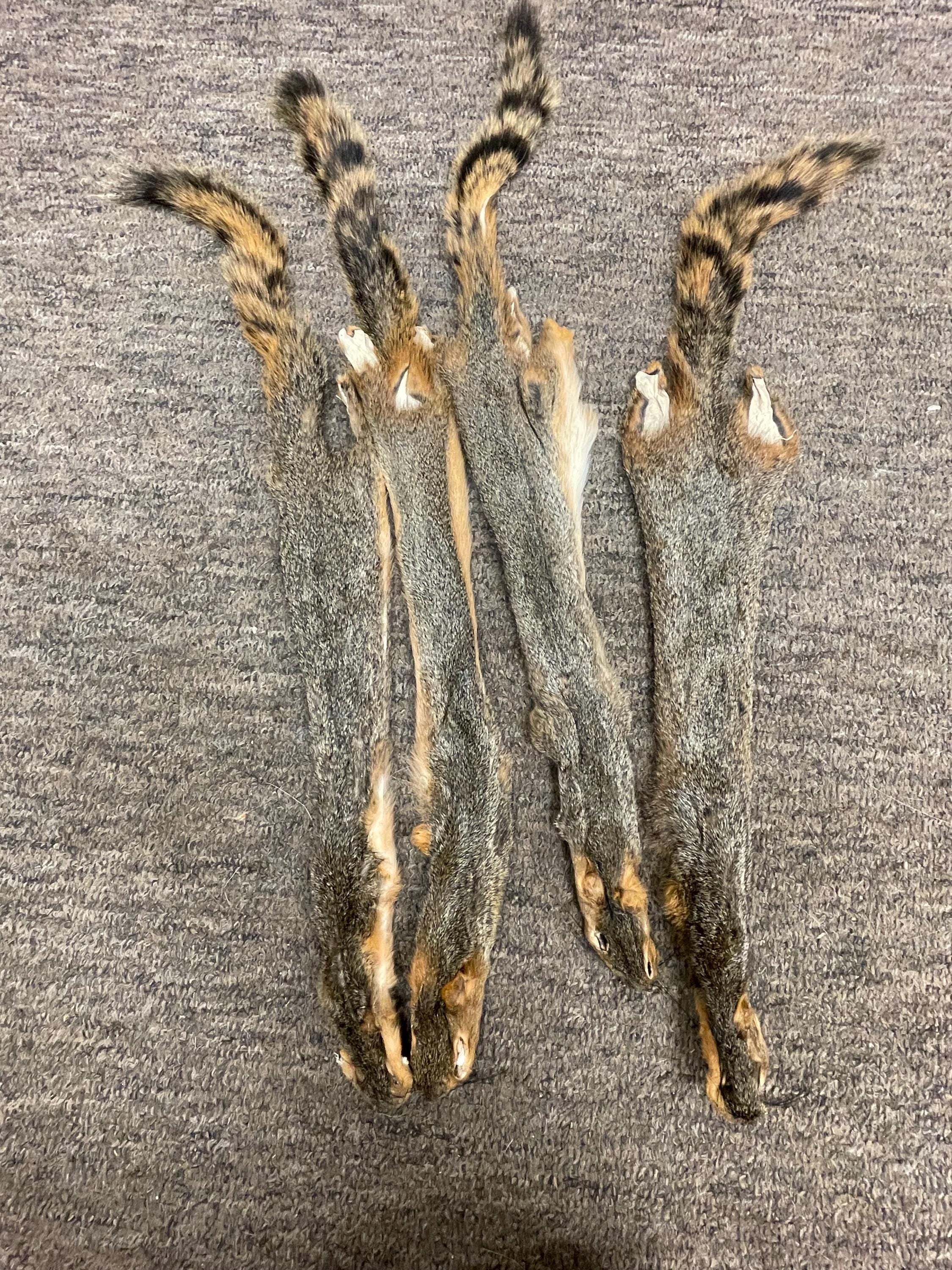 Fox squirrel pelt tanned