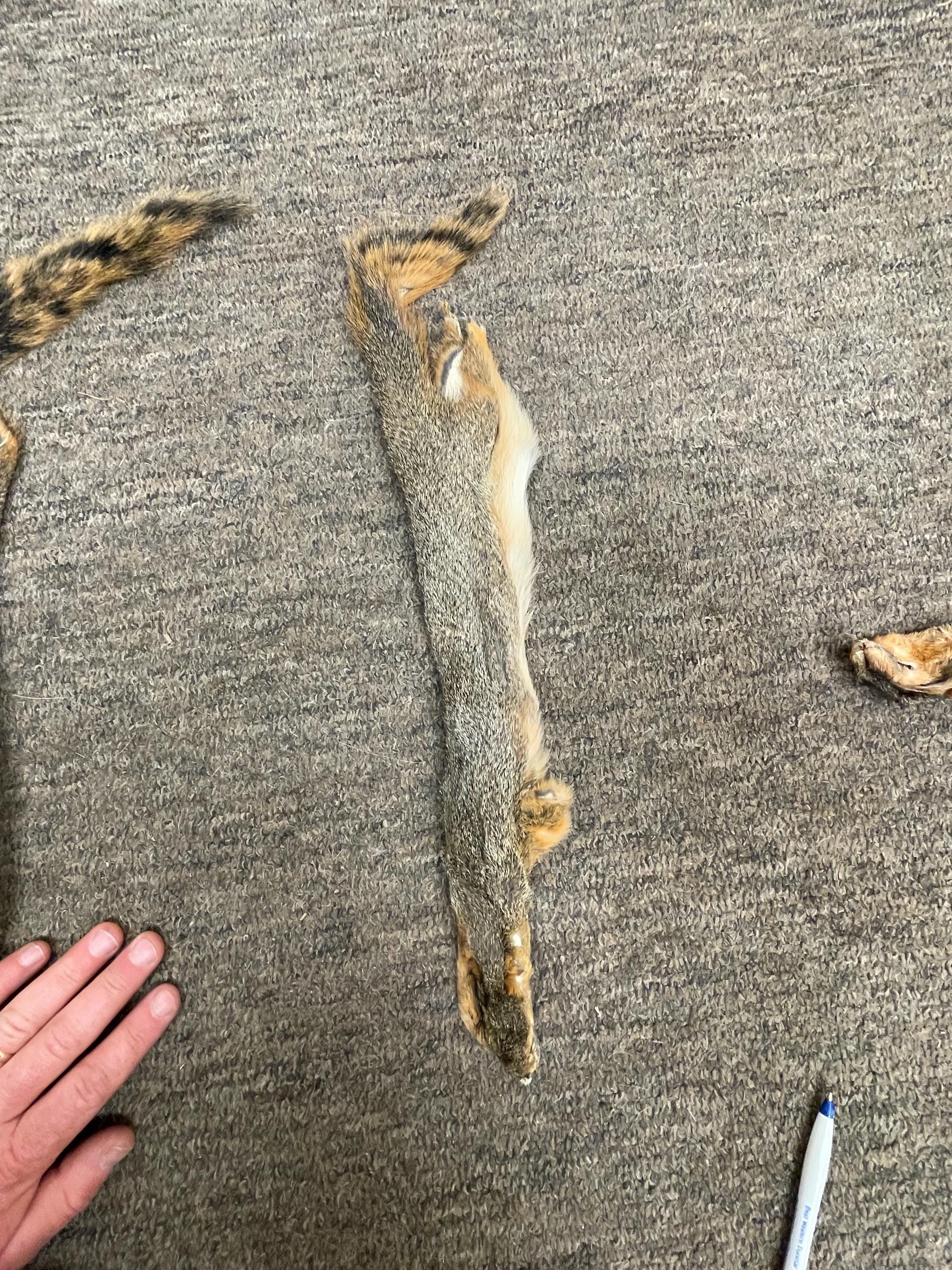 Fox squirrel pelt tanned