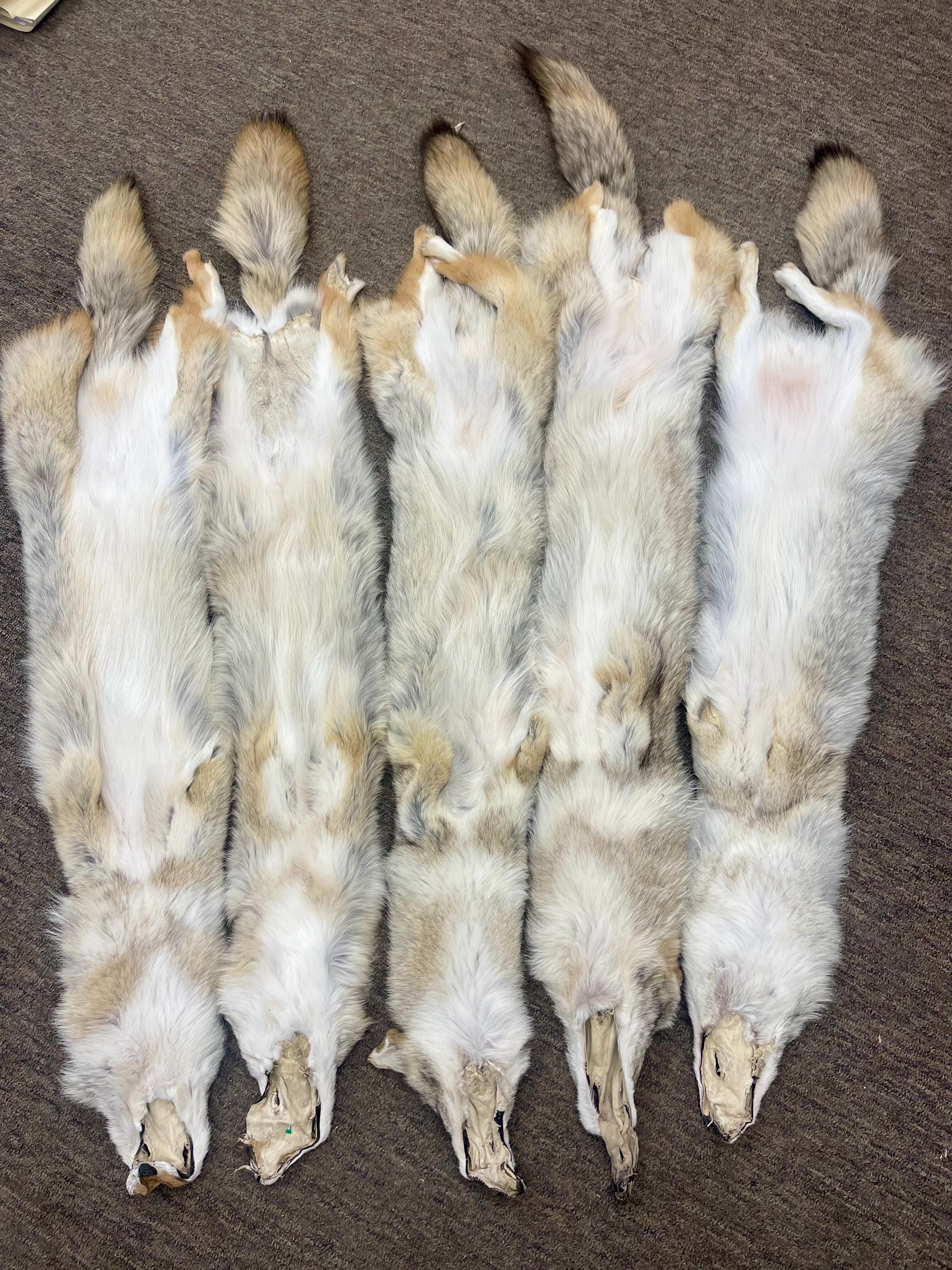 Tanned coyotes western soft tanned hide real fur pelt ethically sourced fur