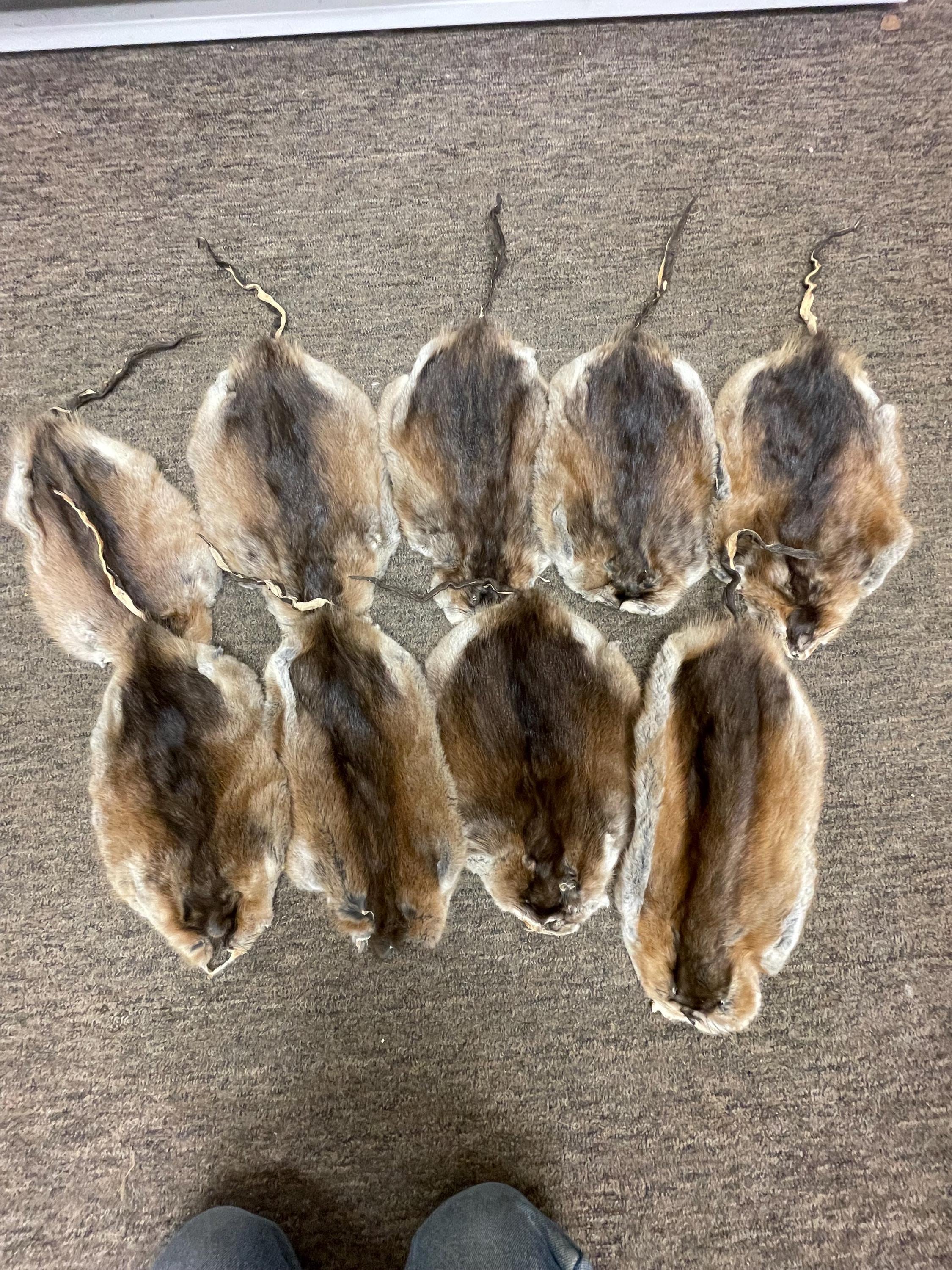 Tanned fur muskrat pelt soft tan hide real fur gift muskrat with tail