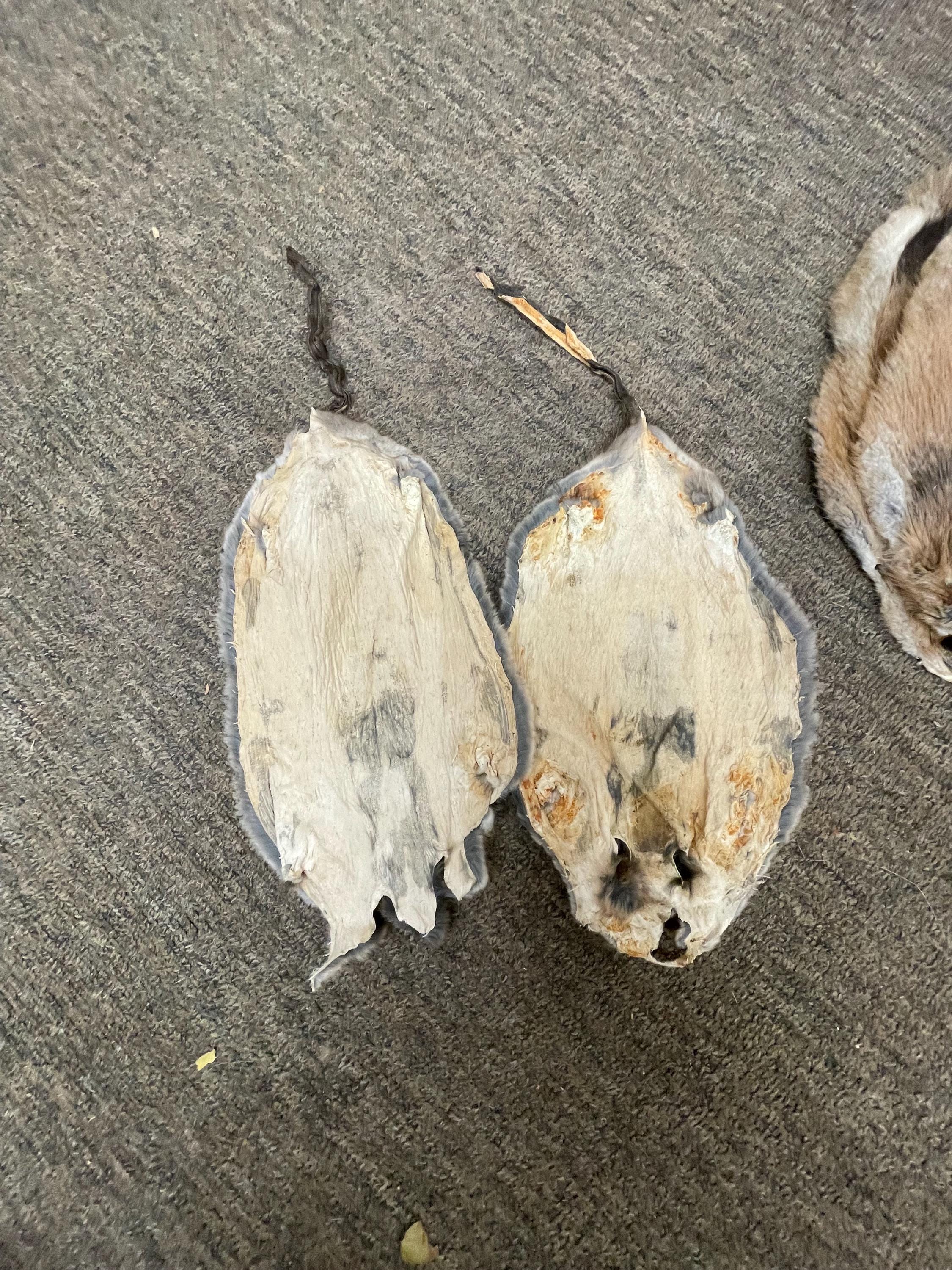 Tanned fur muskrat pelt soft tan hide real fur gift muskrat with tail