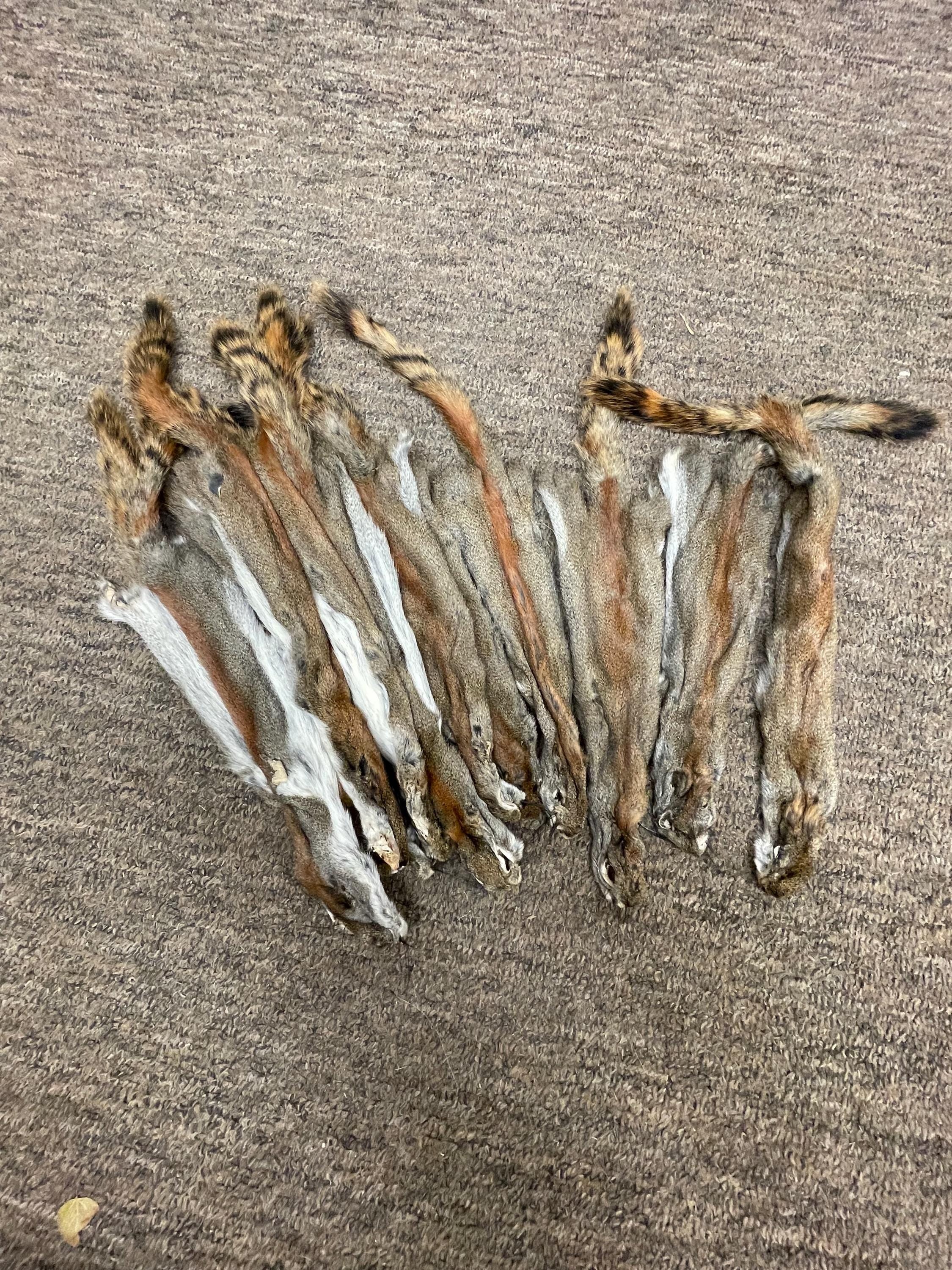 Red squirrel pine squirrel tanned