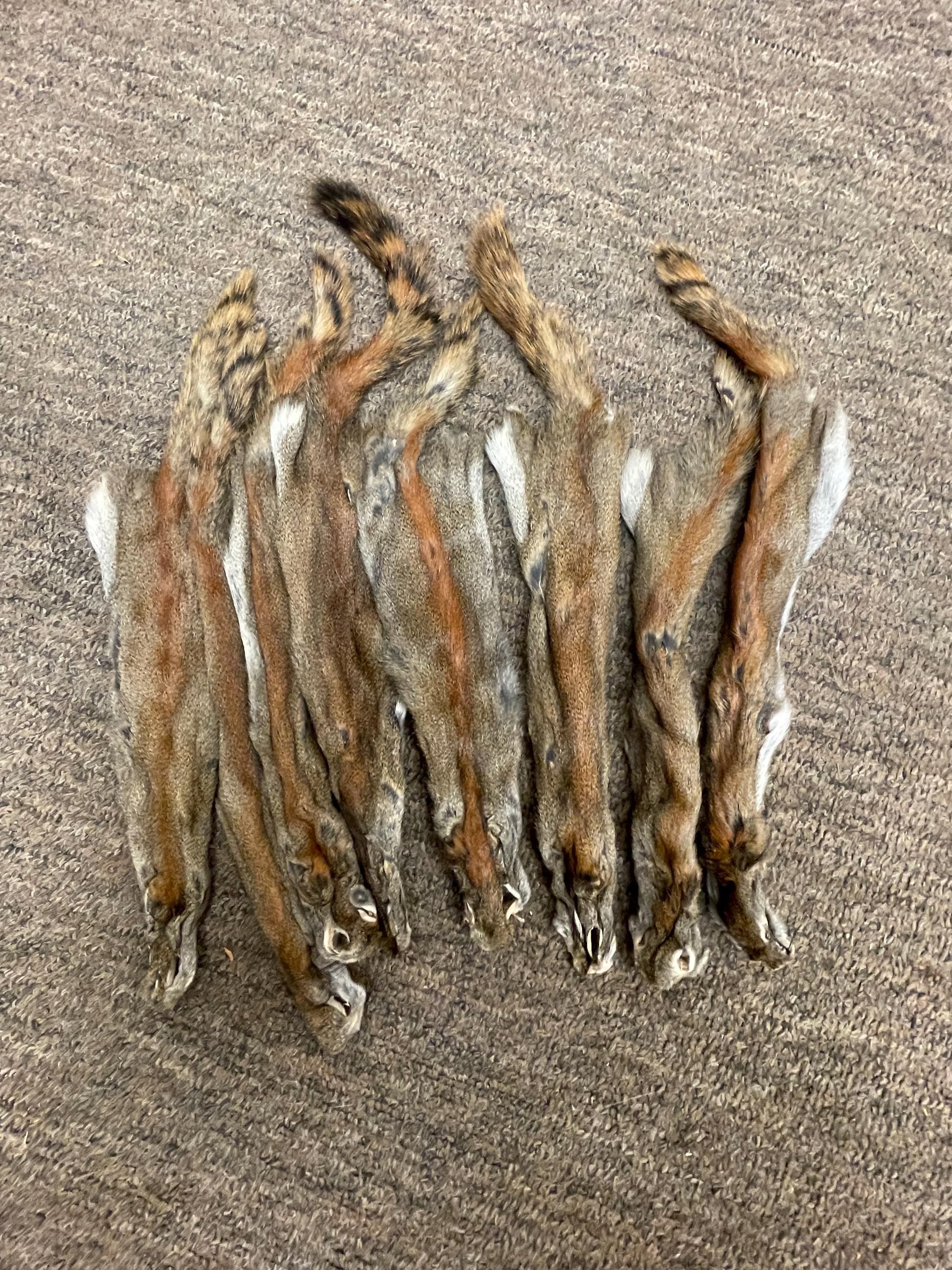 Red squirrel pine squirrel tanned