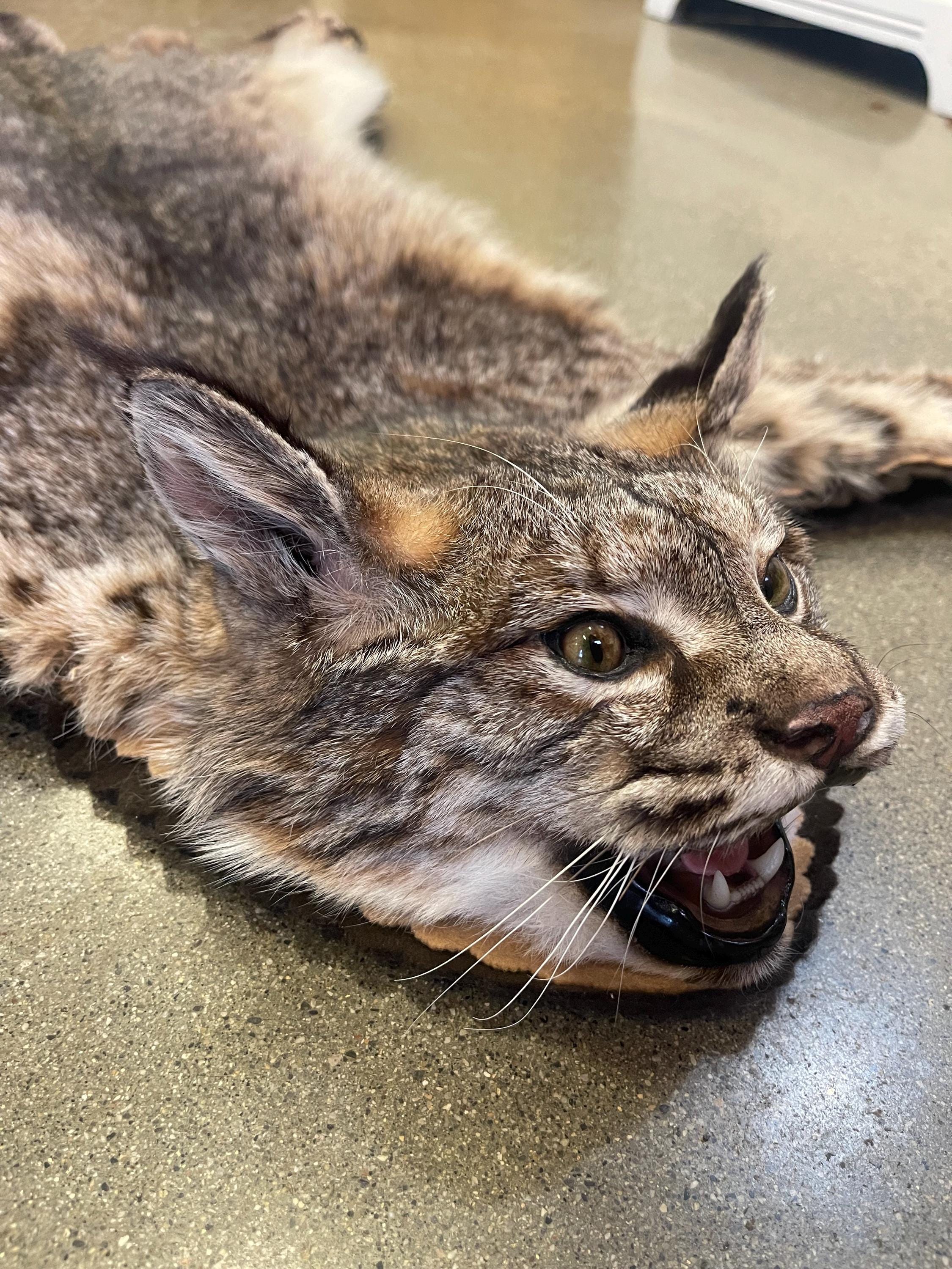 Bobcat rug real bobcat fur taxidermy