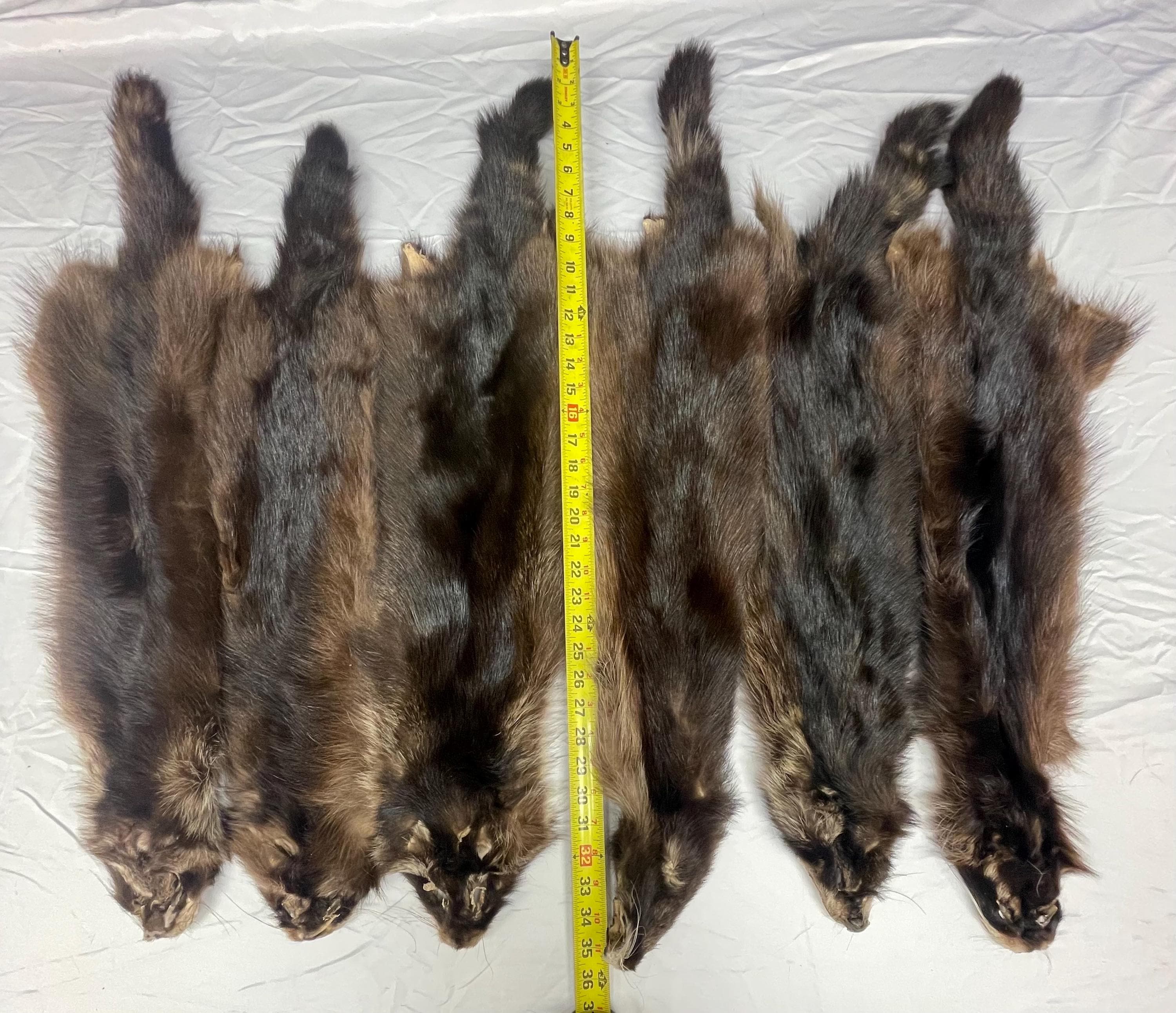 Raccoon pelt fisher raccoon hide tanned real fur